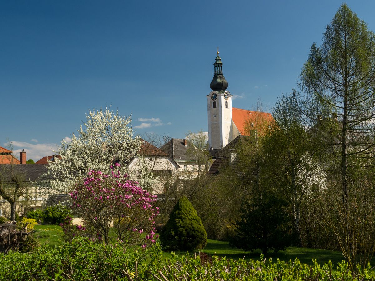 Kirchturm in Purgstall mit blühenden Bäumen im Vordergrund.