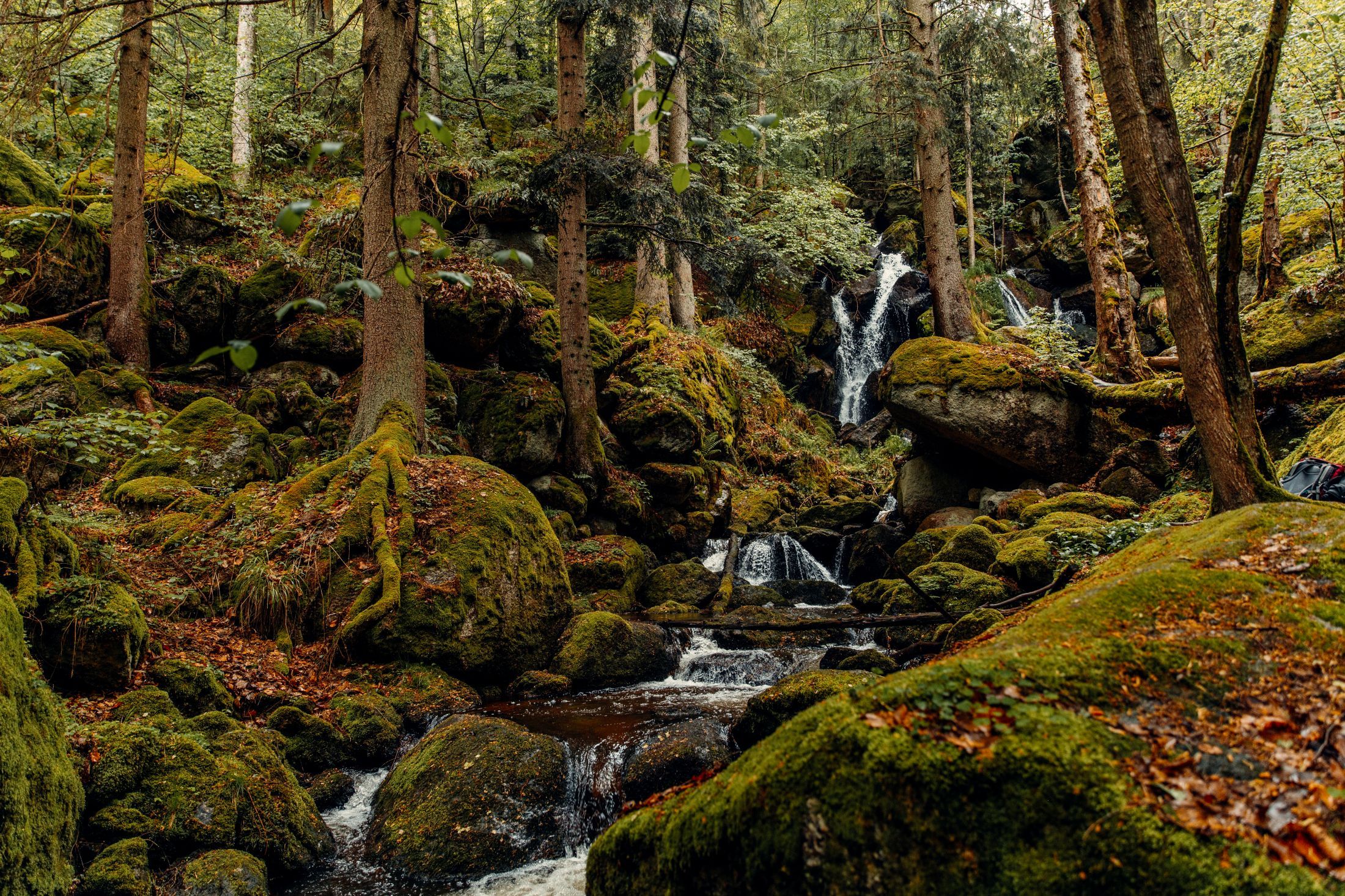 Ein Wald mit moosbedeckten Felsen und einem kleinen Wasserfall.
