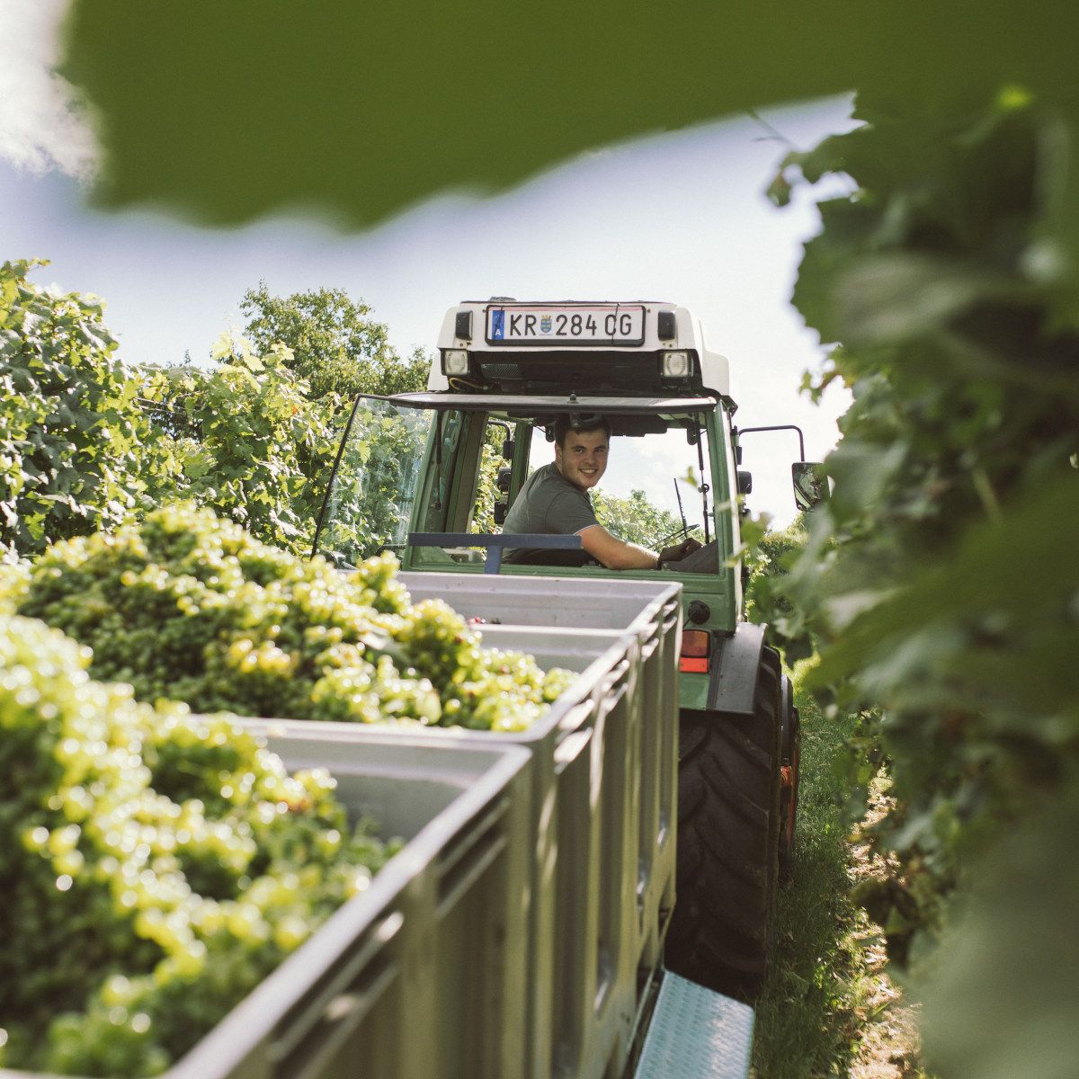 Mit dem Traktor im Weingarten