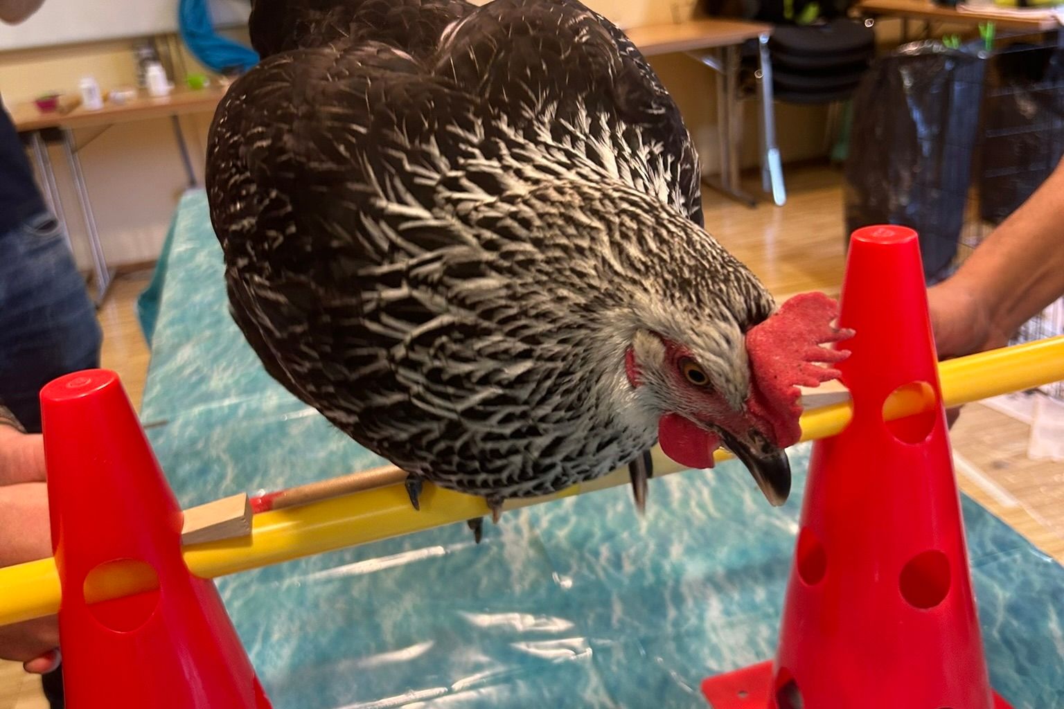 Ein braunes Huhn sitzt auf einer gelben Stange