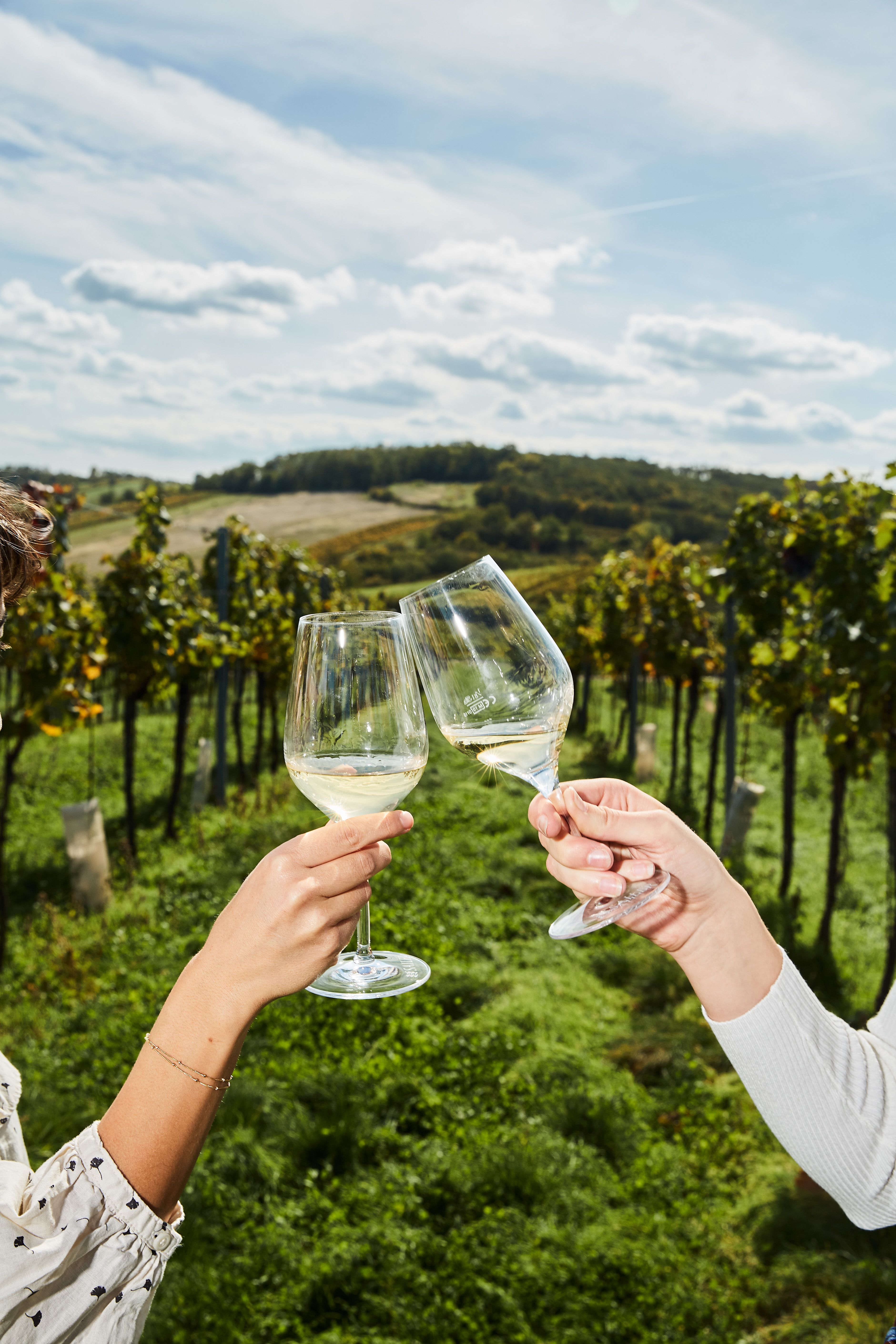 Zwei Personen stoßen mit Weingläsern in einem Weinberg an.