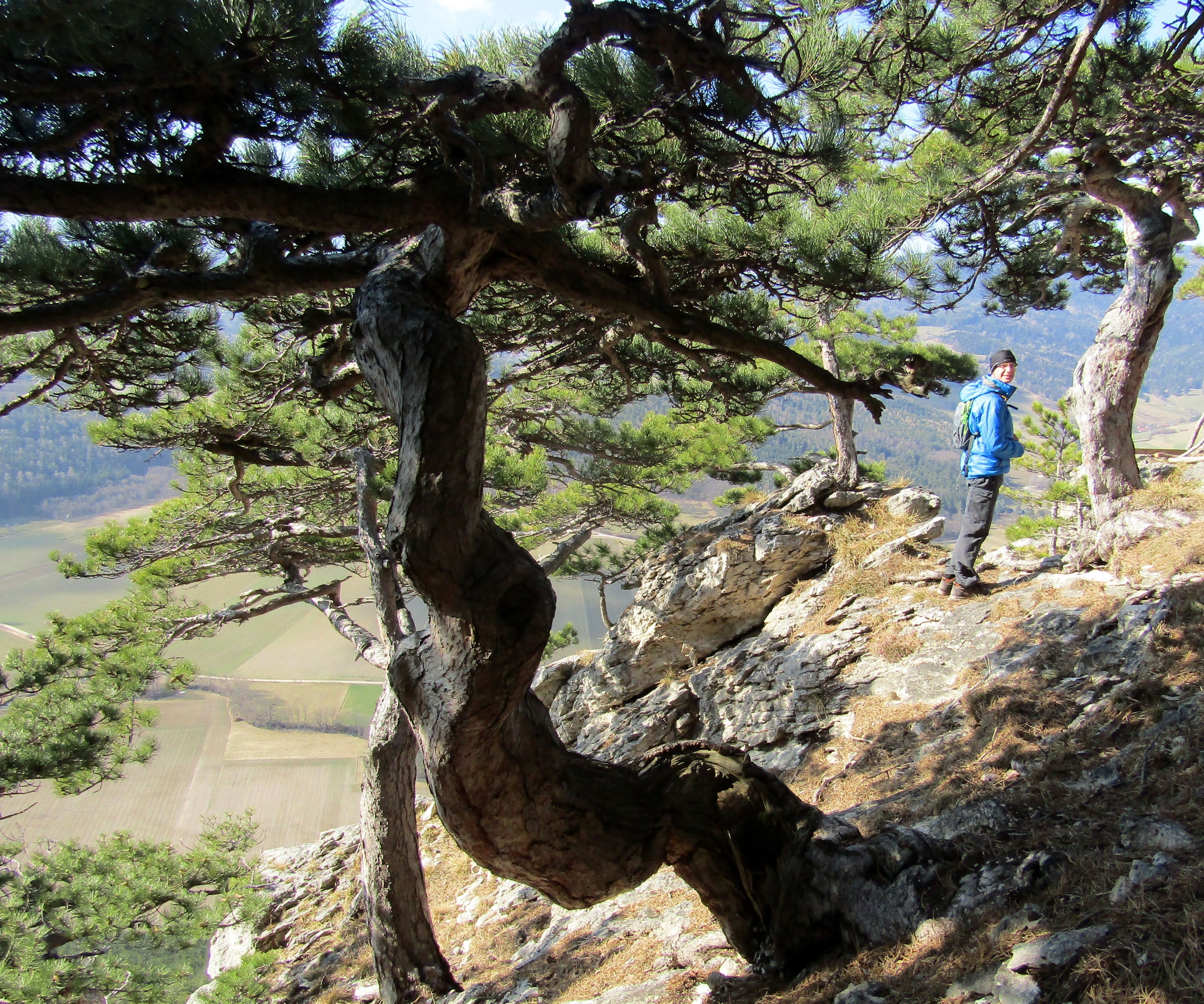 Person in blauer Jacke steht auf einem felsigen Aussichtspunkt neben einem knorrigen Baum, mit Blick auf ein Tal.