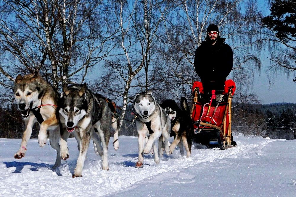 Ein Schlittenhundegespann zieht einen Schlitten durch eine verschneite Landschaft, gelenkt von einer Person in Winterkleidung.