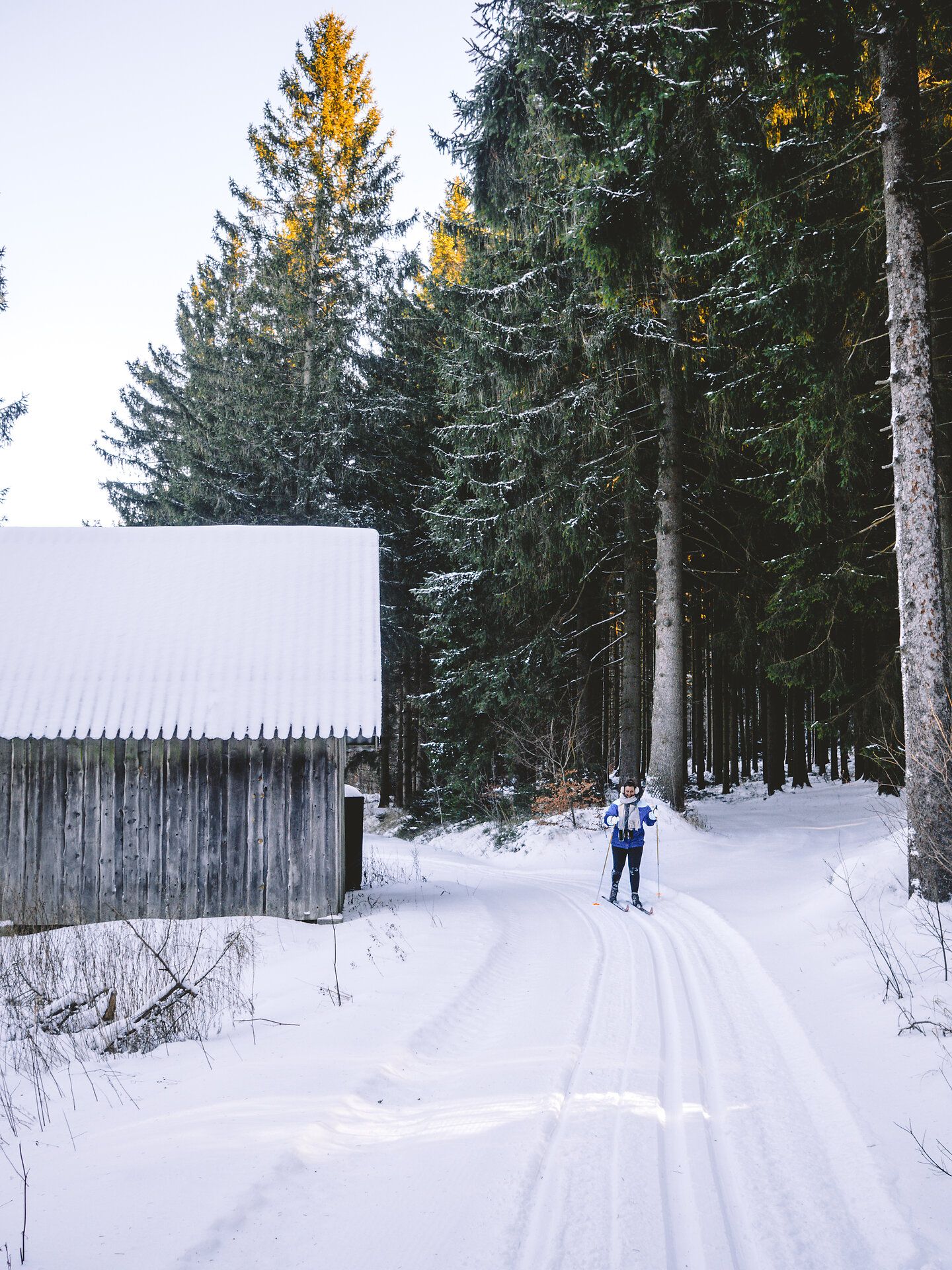 Die verschneiten Pfade laden zu einer erholsamen Langlauftour ein, während die hohen, schneebedeckten Tannen eine friedliche Kulisse bieten. Ein rustikales Holzhaus am Wegesrand verstärkt das Gefühl von Idylle und Naturverbundenheit in dieser winterlichen Landschaft.