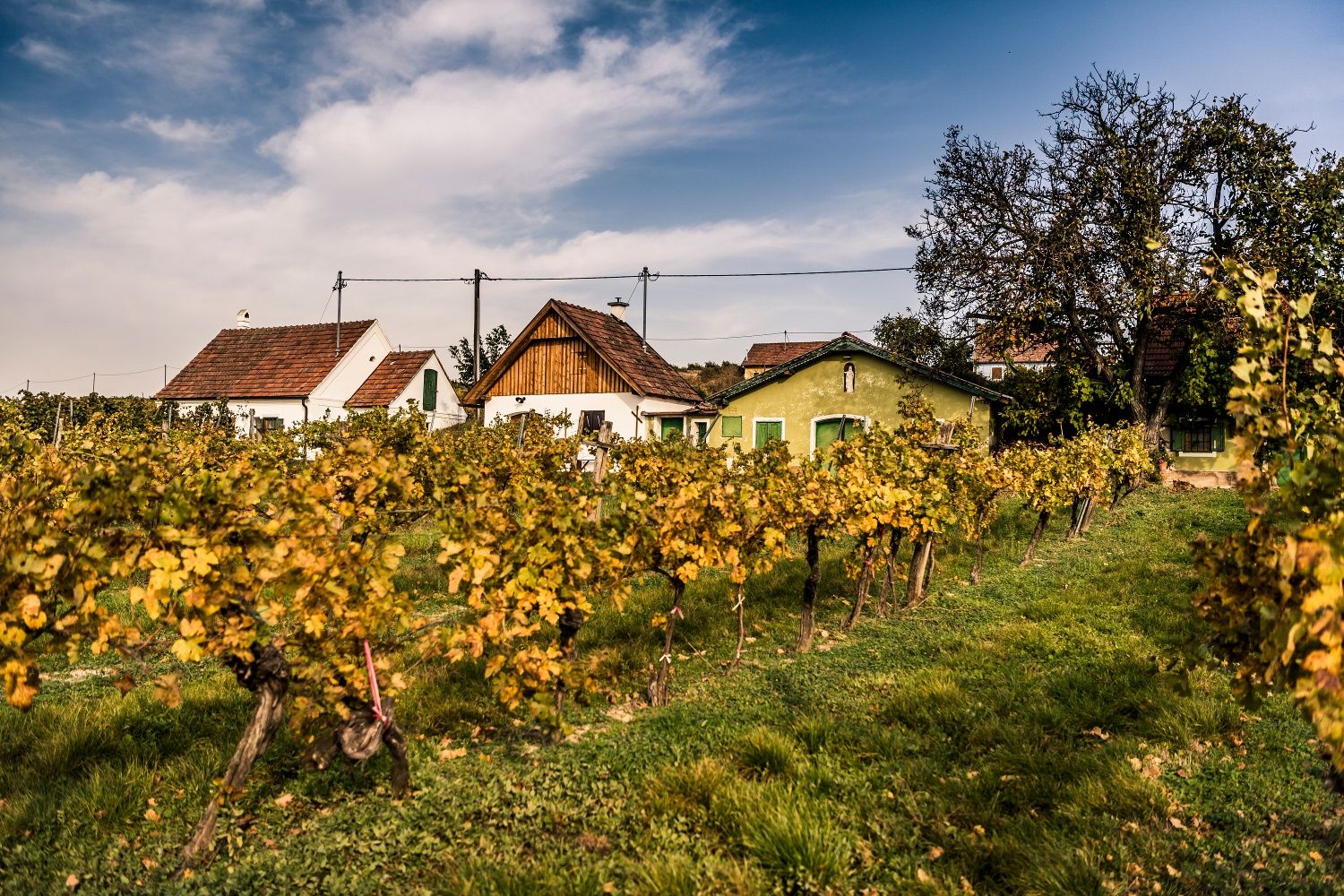 Weinberger im Vordergrund, Keller im Hintergrund im Herbst