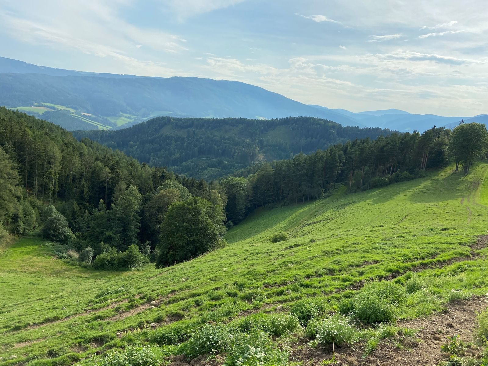 Grüne Hügellandschaft mit Wald und Bergen im Hintergrund unter blauem Himmel.