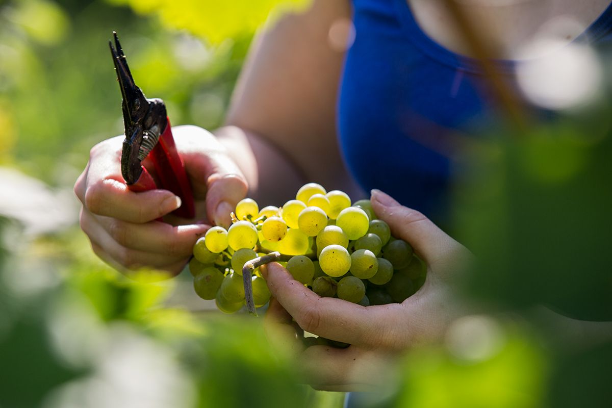winzerin-bei-der-arbeit-uneingeschraenktes-nutzungsrecht-c-lachlan-blair_4