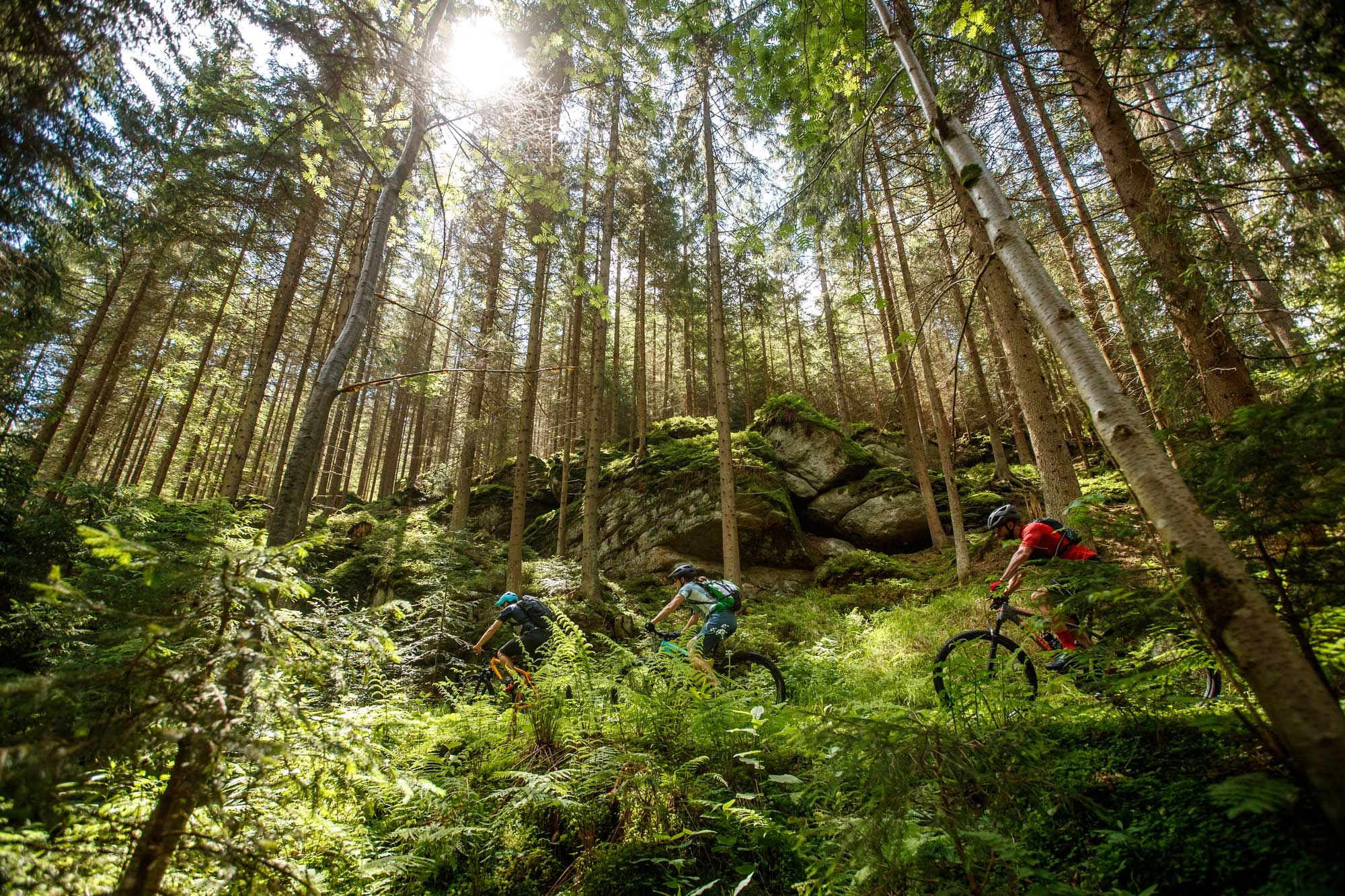 Mountainbiker fahren durch einen sonnigen Wald mit Felsen und Farnen.