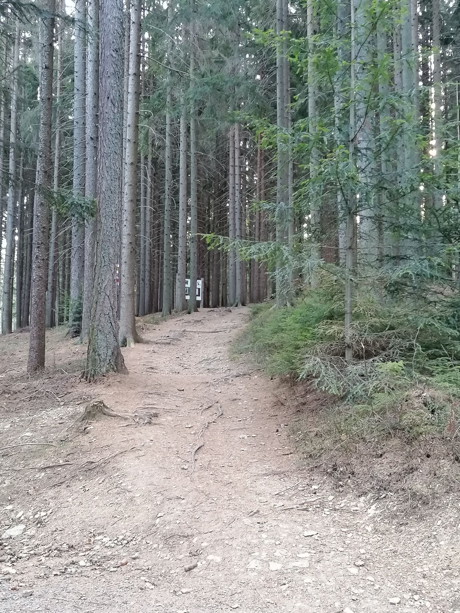 Waldweg bei der Erlebnisarena