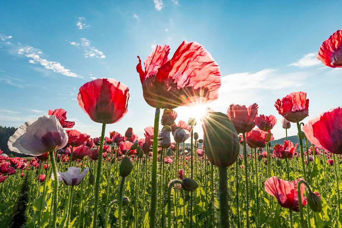 Ein Feld voller blühender roter Mohnblumen unter einem klaren blauen Himmel mit Sonnenschein.