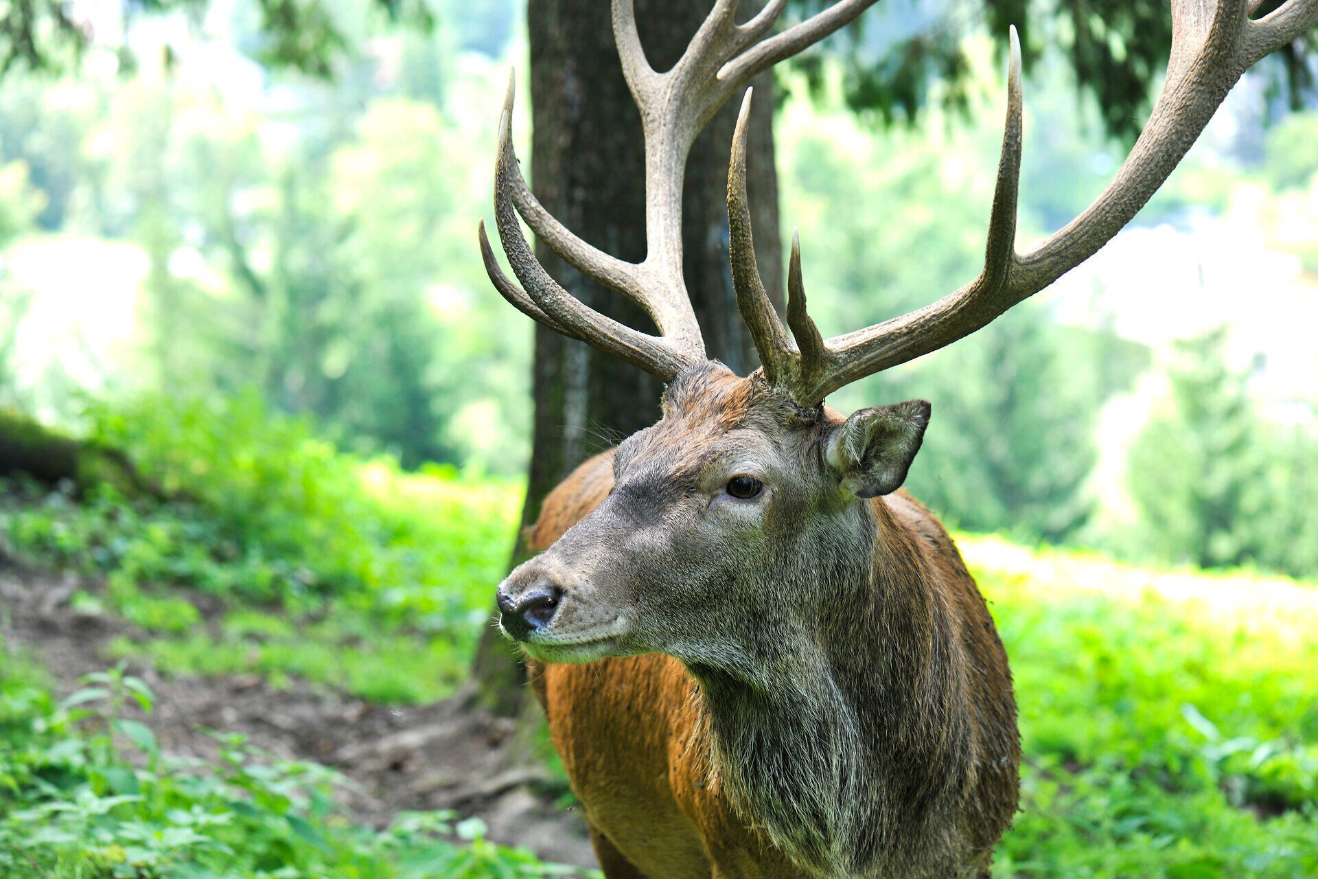 In der idyllischen Sommerlandschaft des Naturparks Falkenstein streift ein majestätischer Hirsch durch die saftigen Wiesen. Umgeben von üppigem Grün und dem sanften Rauschen der Bäume, vermittelt die Szene ein Gefühl von Ruhe und Freiheit. Hier, wo die Natur in voller Pracht erblüht, wird jeder Moment zum unvergesslichen Erlebnis.