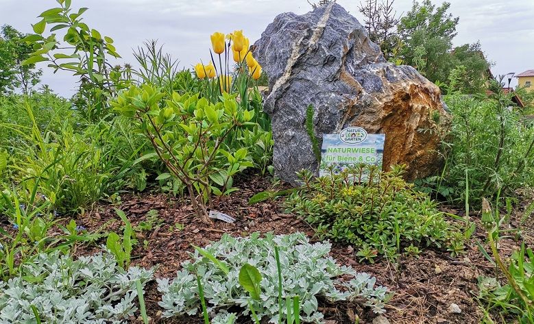 Eine bunte Blumenwiese mit gelben Tulpen und einem großen Stein, umgeben von grünen Pflanzen und einem Schild, das "Naturwiese für Biene & Co." zeigt.