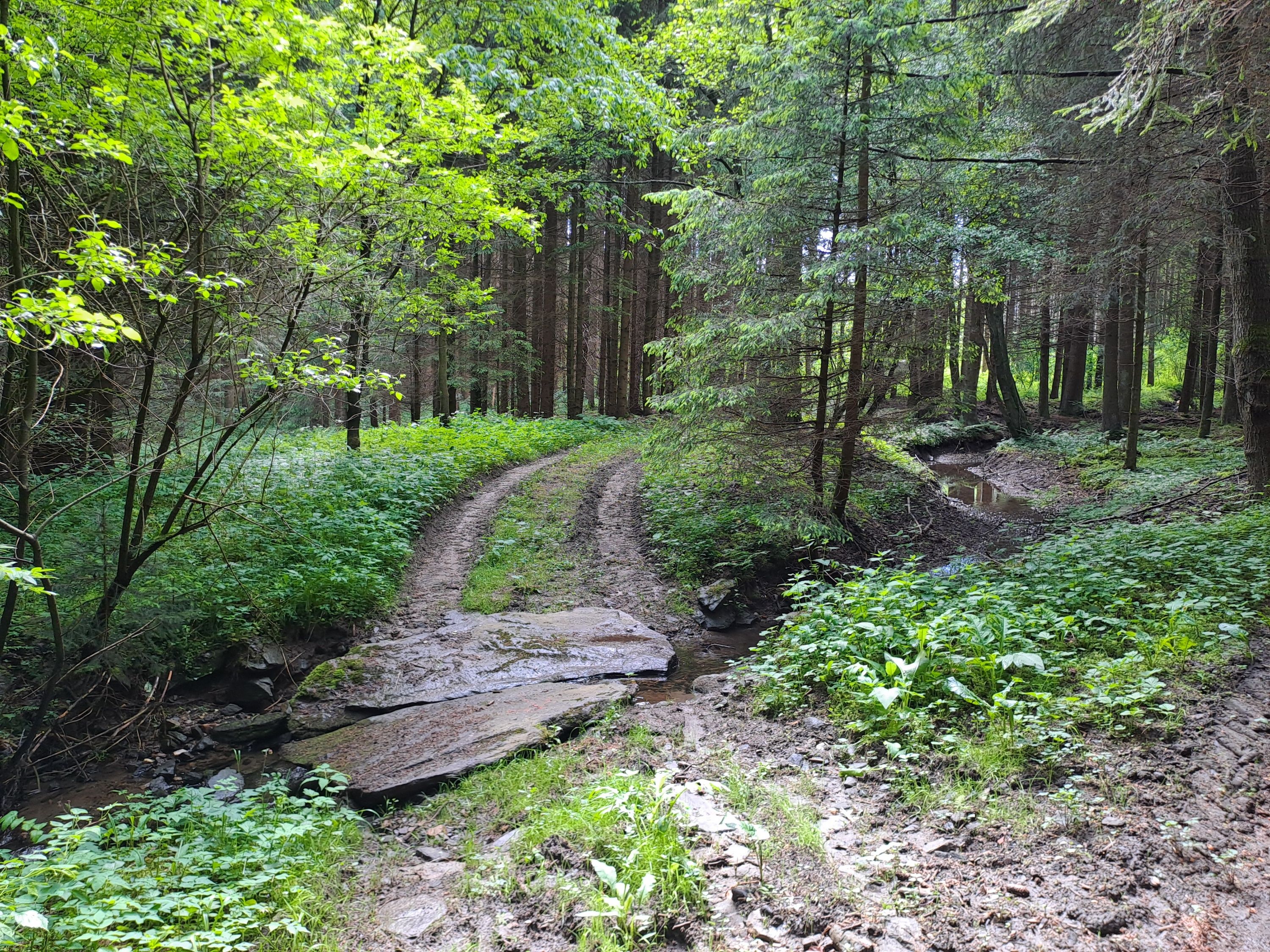 Waldweg 