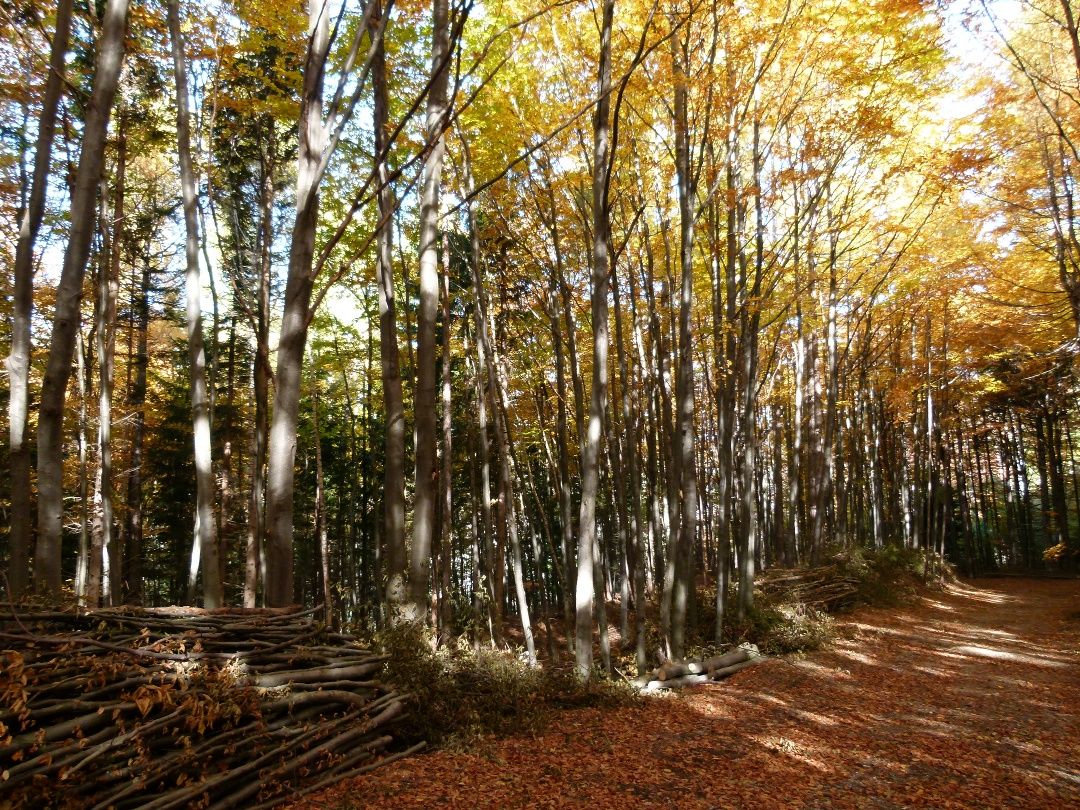 Herbstlicher Waldweg