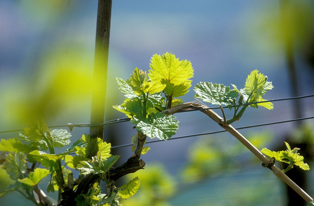 Nahaufnahme von Weinreben mit jungen, grünen Blättern vor unscharfem Hintergrund.
