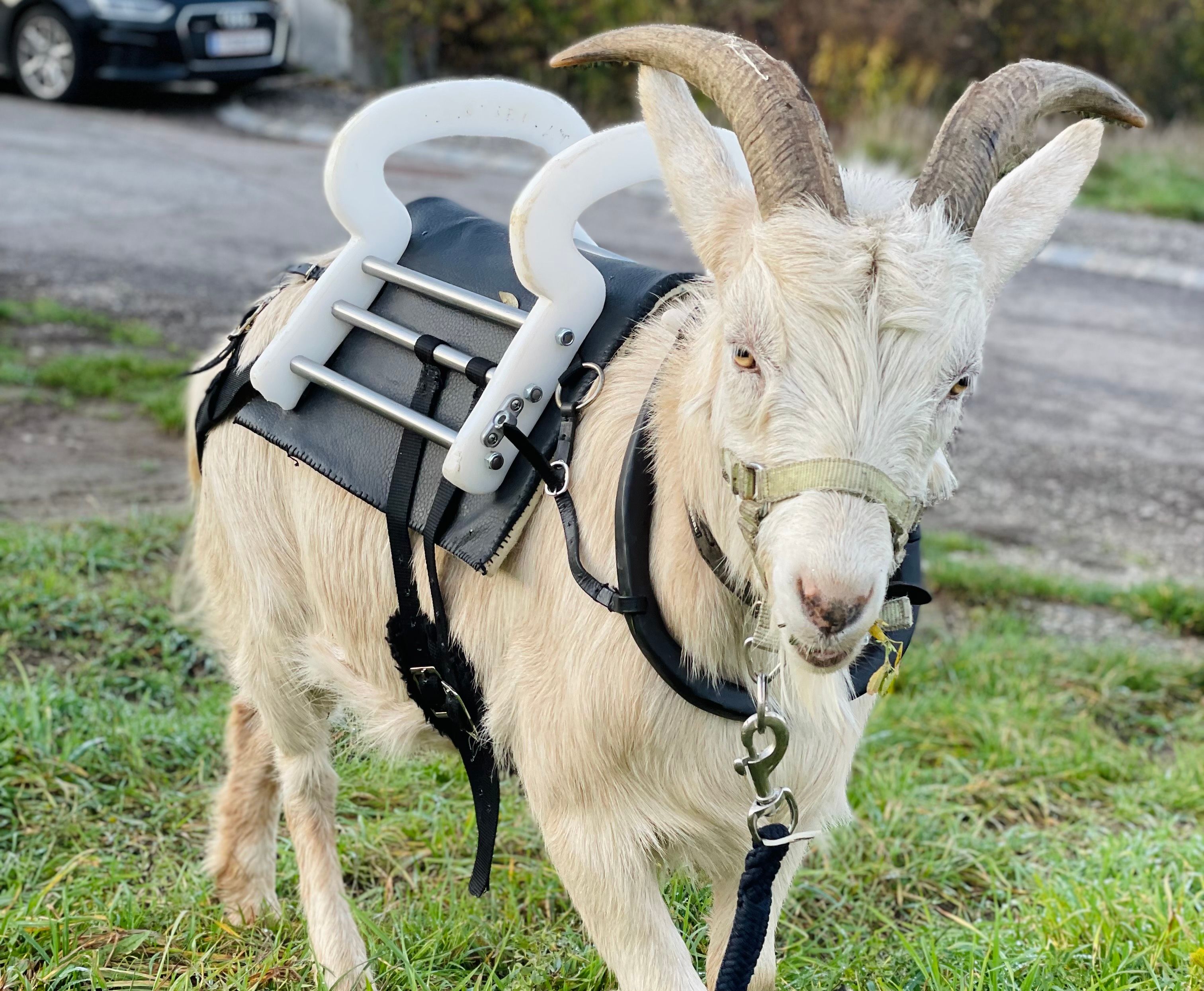Eine Ziege mit einem speziellen Geschirr und Griffen auf dem Rücken steht auf einer Wiese.