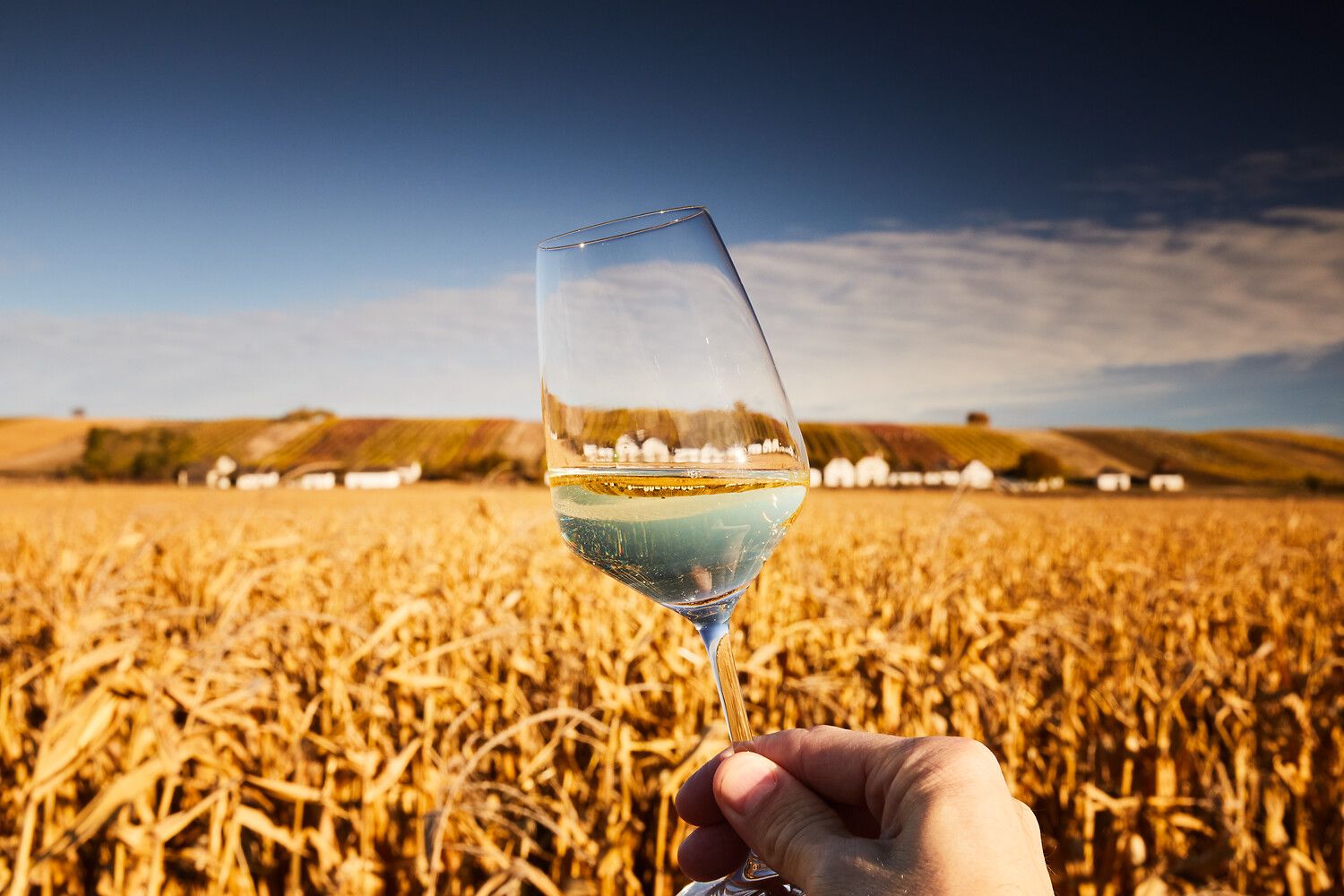 Ein herbstliches braunes Feld mit einigen weißen Kellergassenhäuschen im Hintergrund, davor eine Hand mit einem Weißweinglas