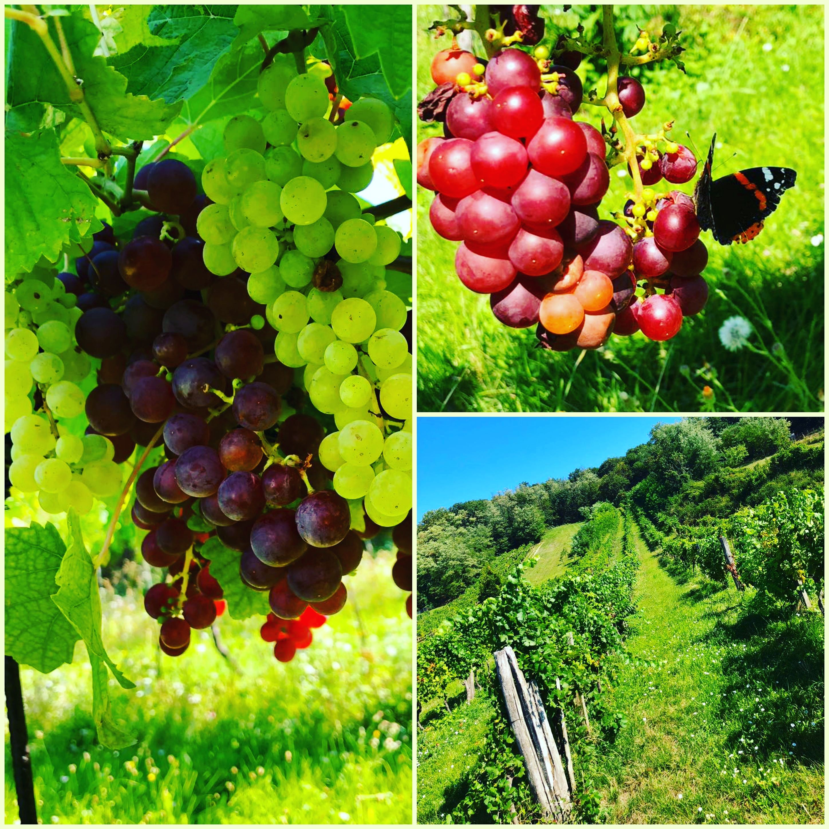 Weinbau Niefergall Wolfsthal, Collage mit Trauben und Weingarten