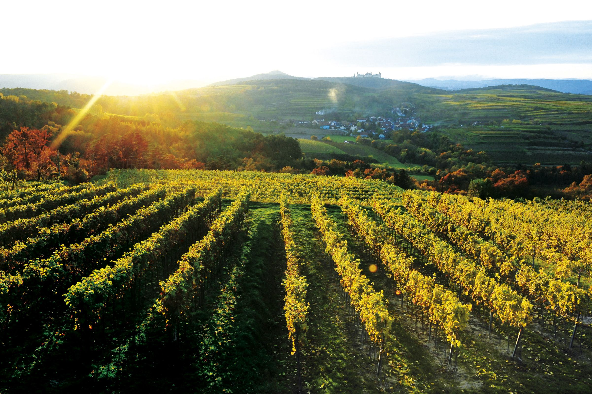 Weinberge bei Sonnenuntergang mit Dorf im Hintergrund.
