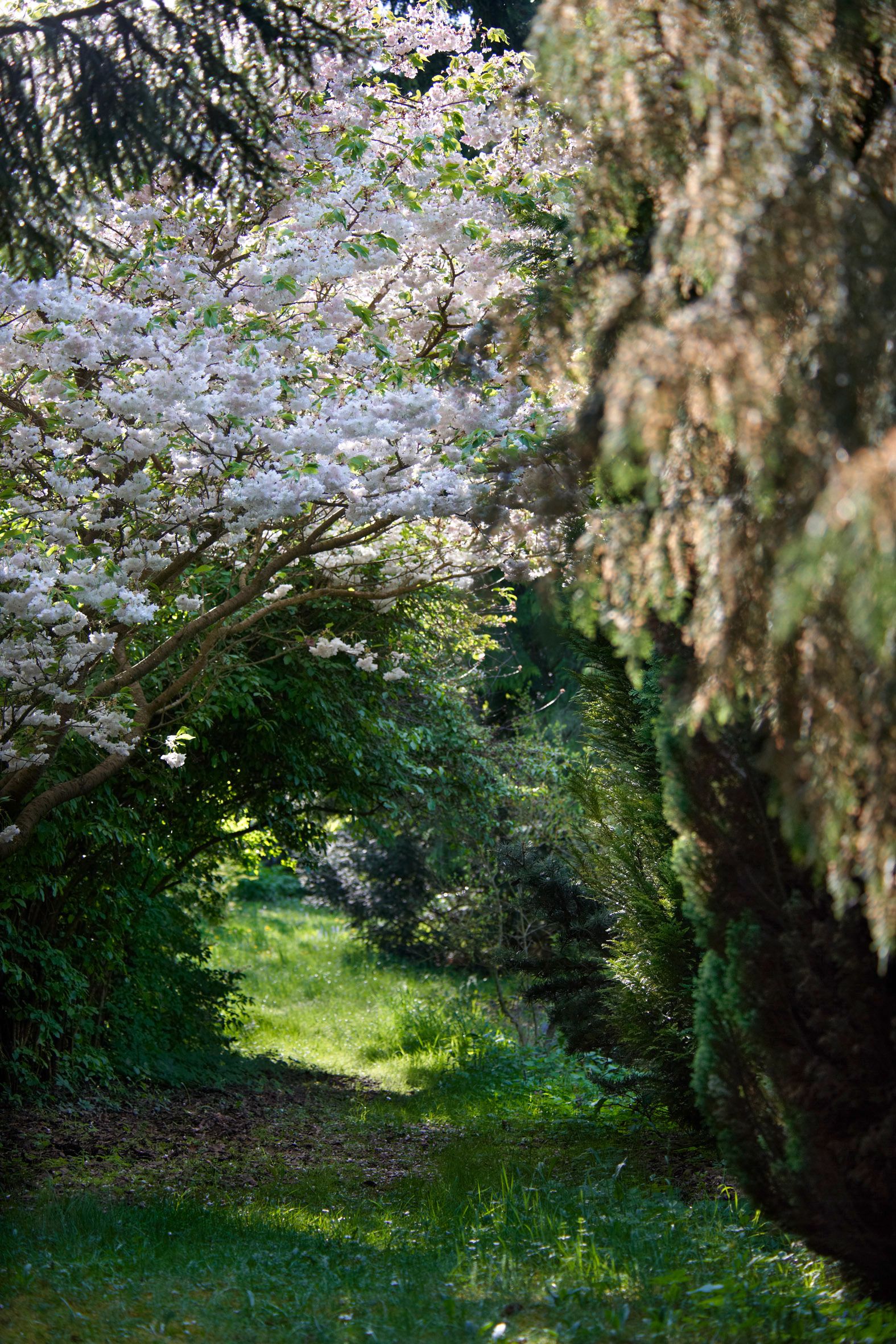 Ein blühender Baum mit weißen Blüten über einem schmalen, grasbewachsenen Pfad in einem Garten.