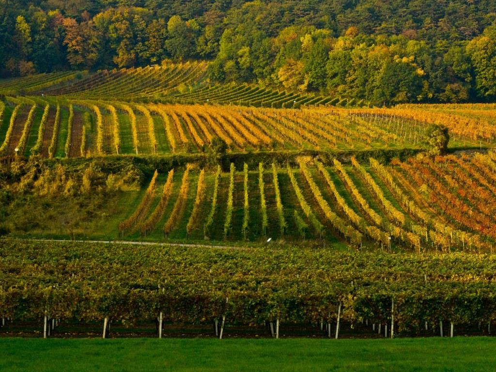Weingärten in herbstlichen Farben mit Wald im Hintergrund.