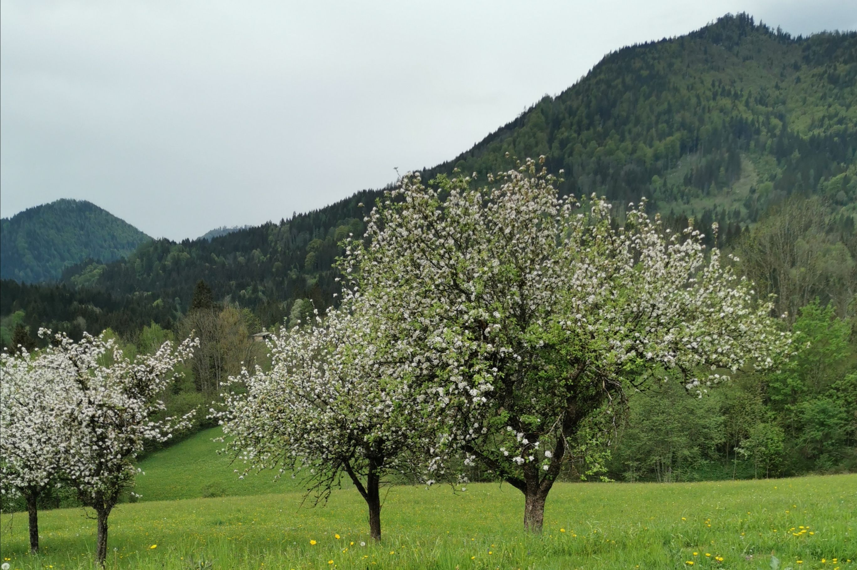 Frühling am Lasingerhof