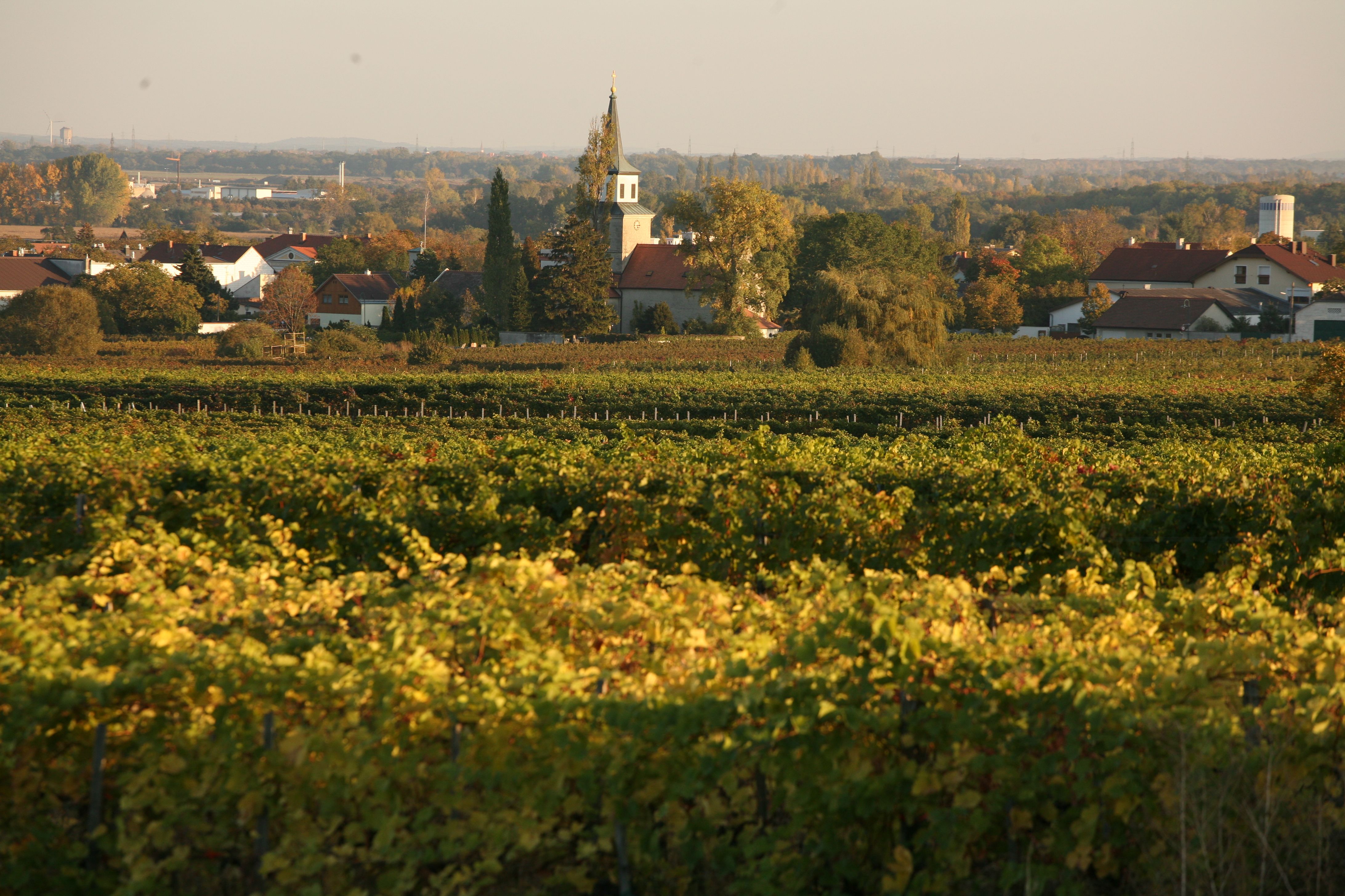 Weinberge in Sooß mit Kirche im Hintergrund bei Sonnenuntergang.