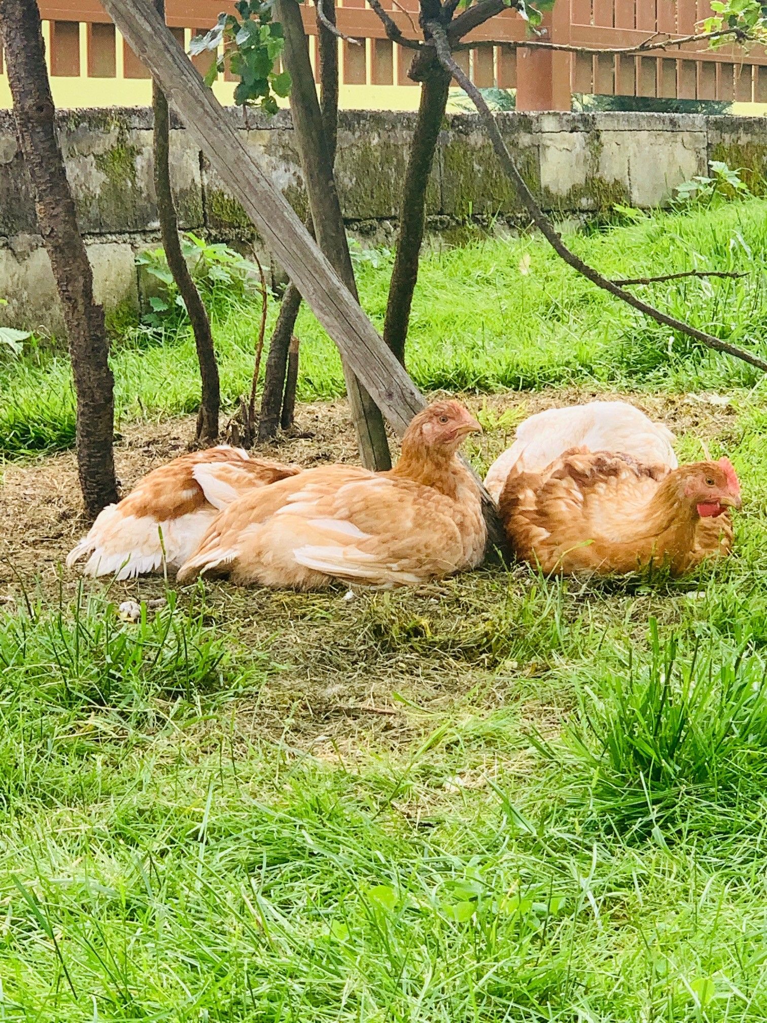 Tiere