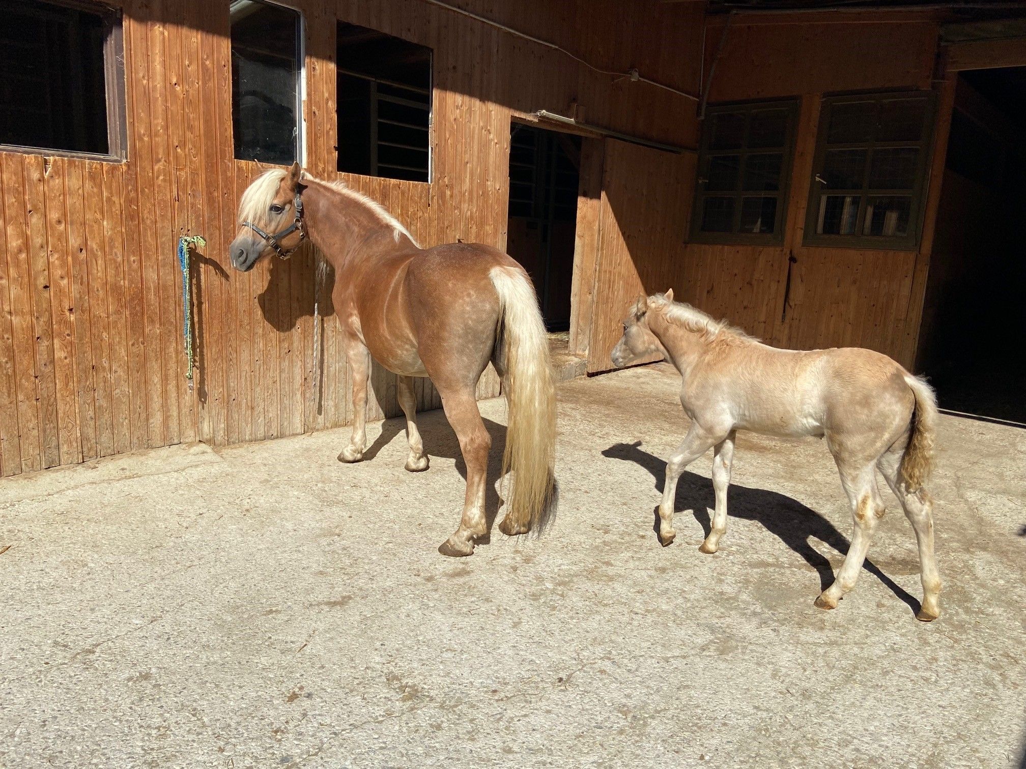 Ein Haflinger-Pferd und ein Fohlen stehen vor einem Holzstall.