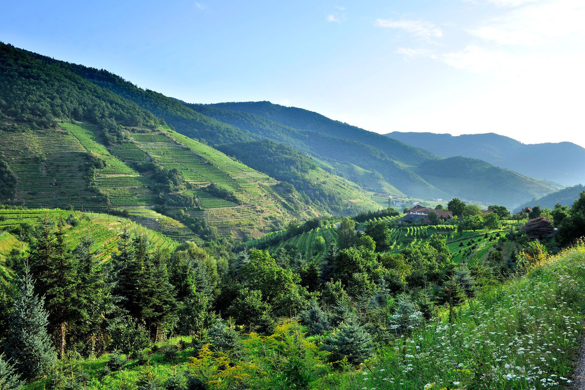 Die sanften Hügel des Naturparks Jauerling-Wachau erstrahlen im warmen Licht des Sommertages. Üppige Weinreben und grüne Wälder laden zu erholsamen Wanderungen ein, während die frische Luft die Sinne belebt. Hier, wo die Natur in voller Pracht blüht, findet jeder Besucher sein persönliches Paradies.
