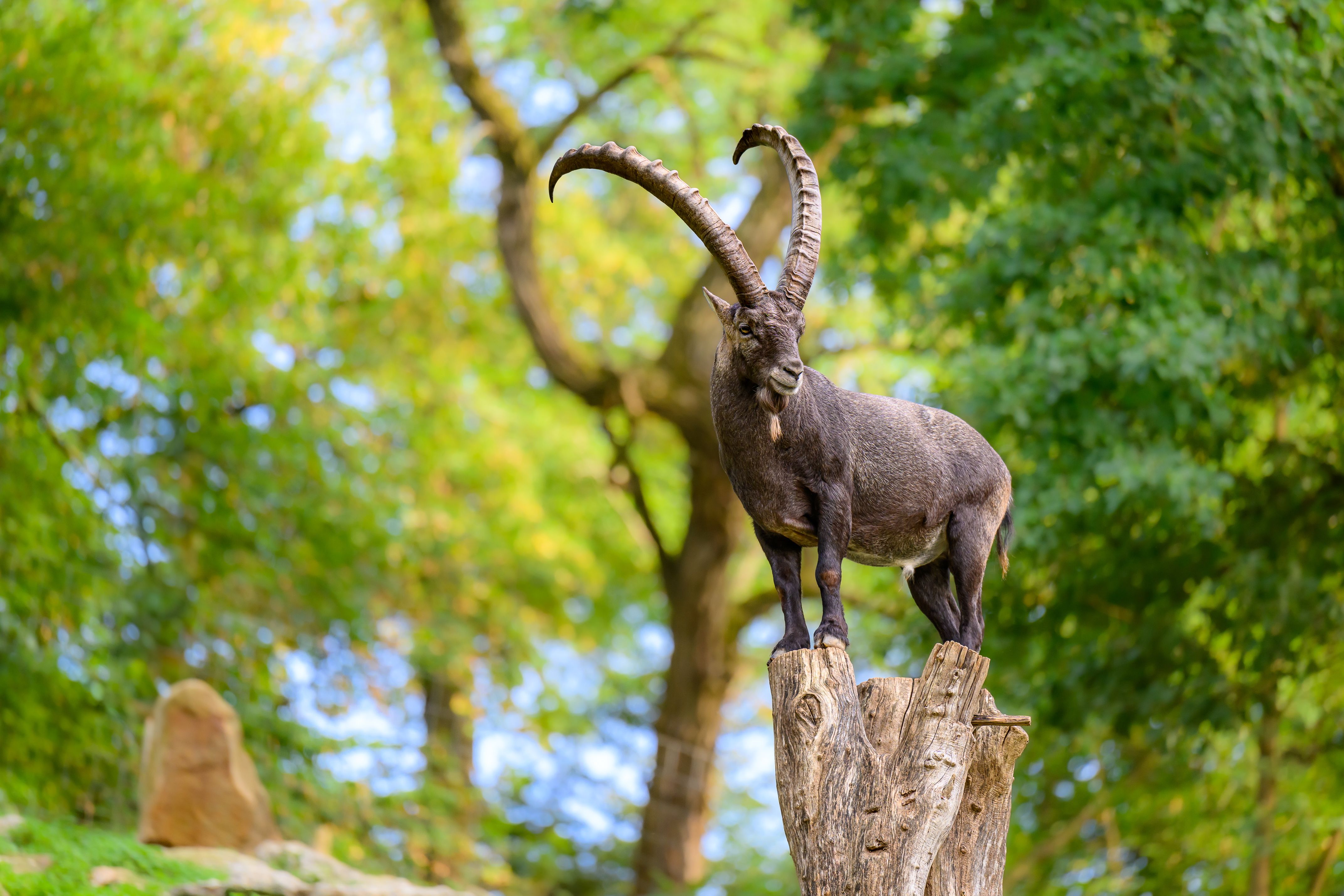 Ein majestätischer Steinbock balanciert auf einem Baumstumpf im Tierpark Stadt Haag und präsentiert seine imposanten Hörner vor der grünen Waldkulisse.