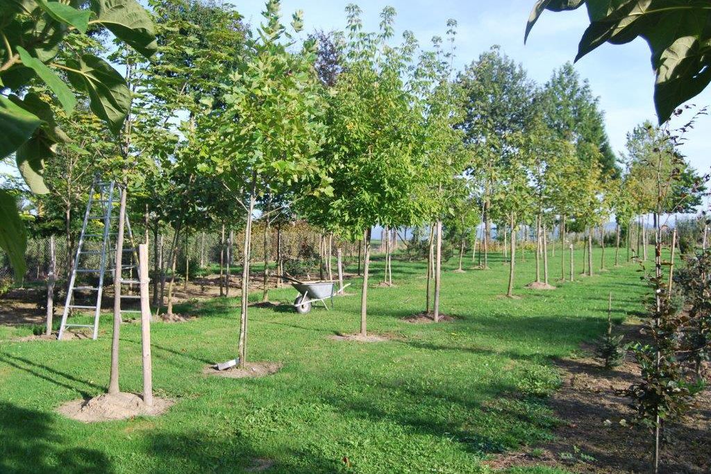 Gartengestaltung & Baumschule Huber