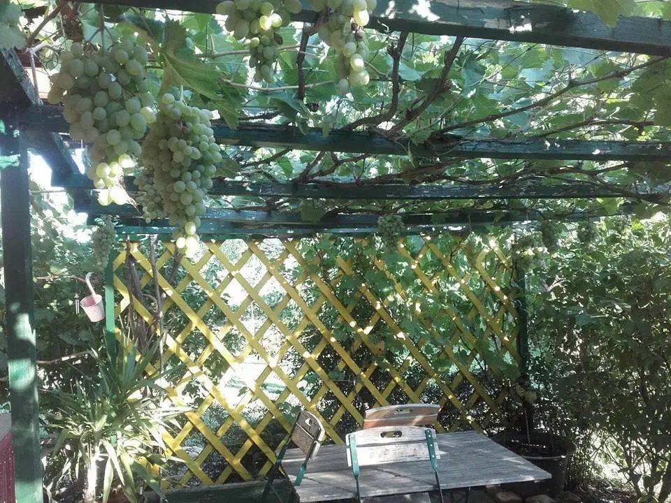 Pergola im Garten von Paul Seel