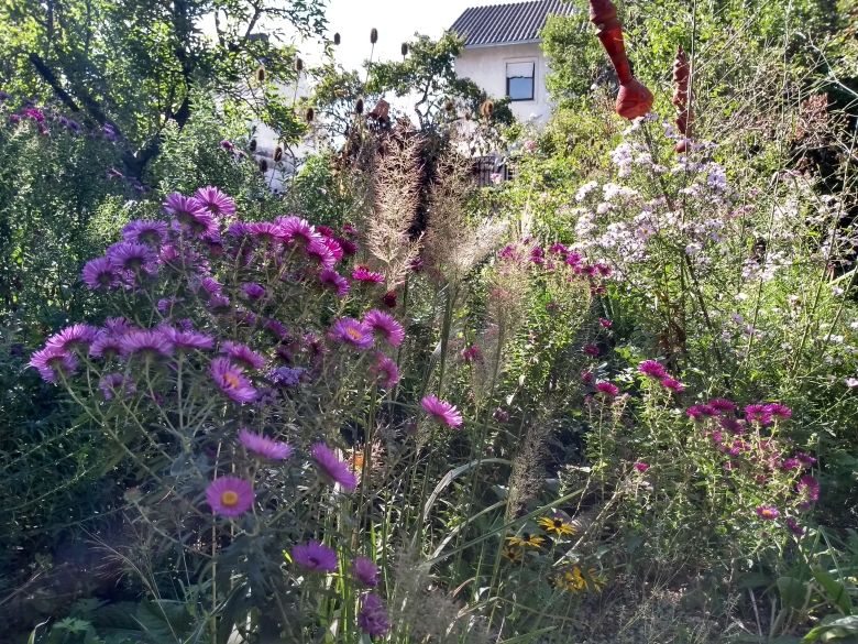 Ein blühender Garten mit lila und rosa Blumen, umgeben von grünen Pflanzen und einem Haus im Hintergrund.
