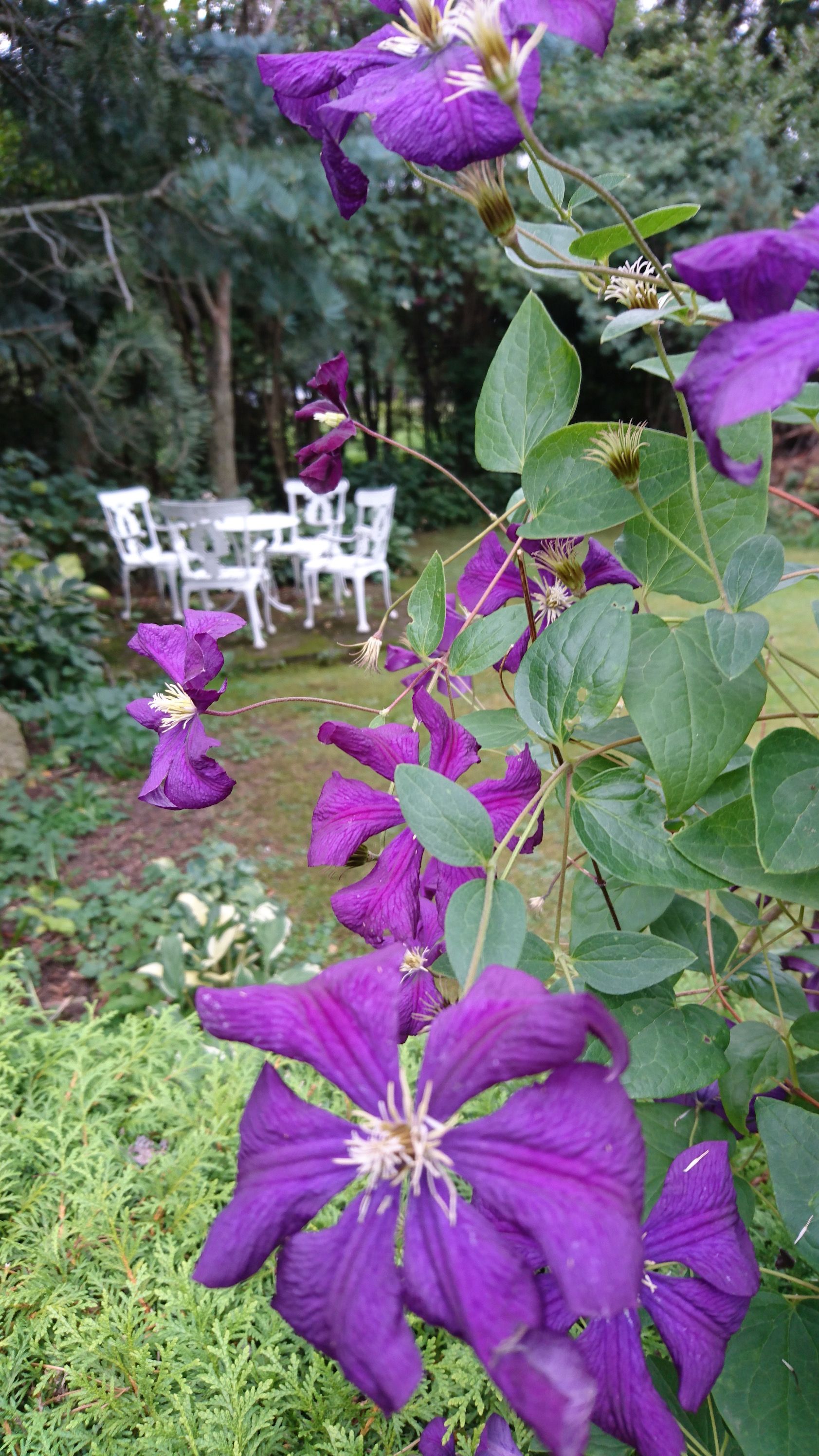 Lila Blumen im Vordergrund, weiße Gartenmöbel im Hintergrund.