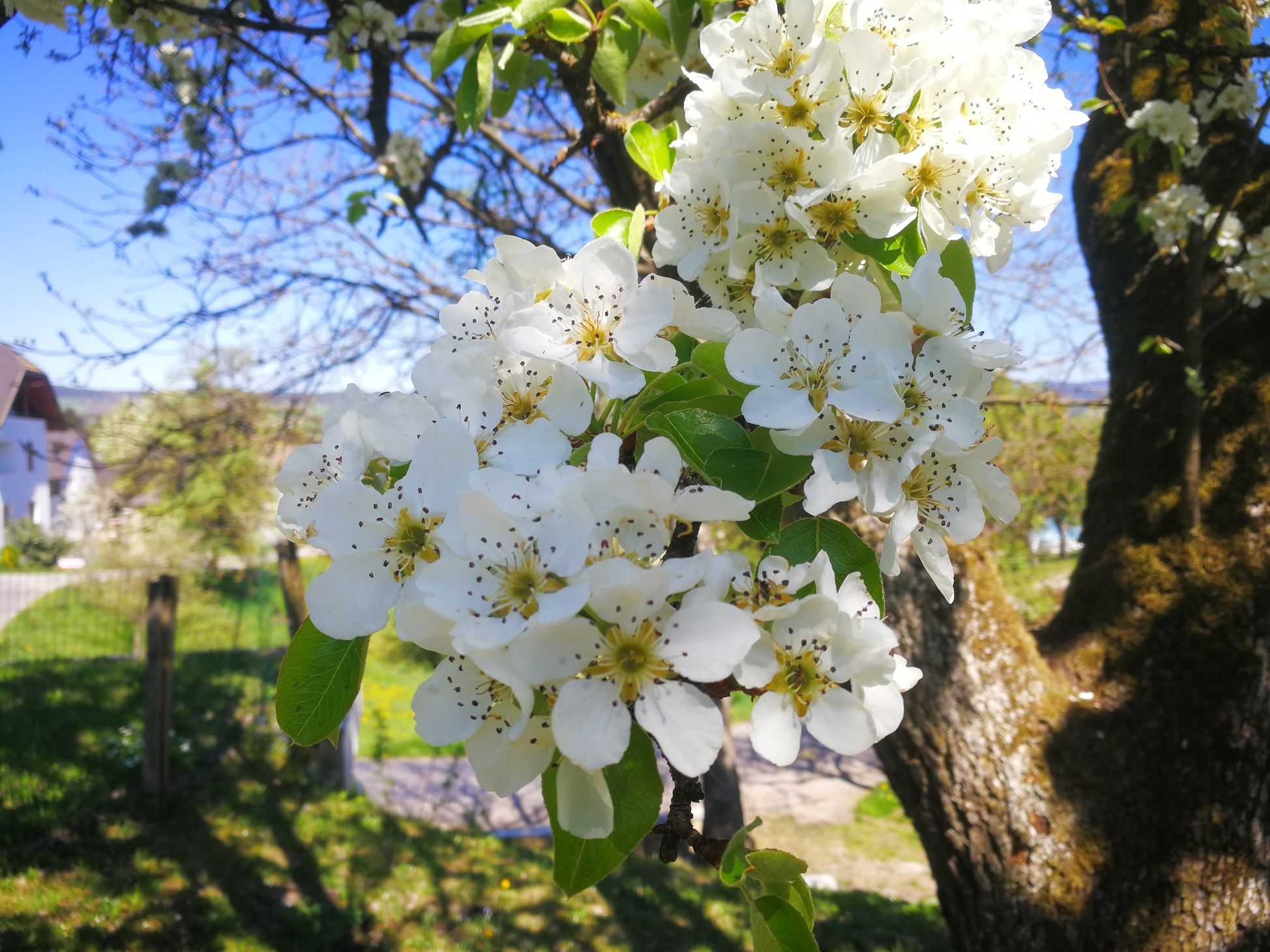 Blühender Obstbaum im Frühling