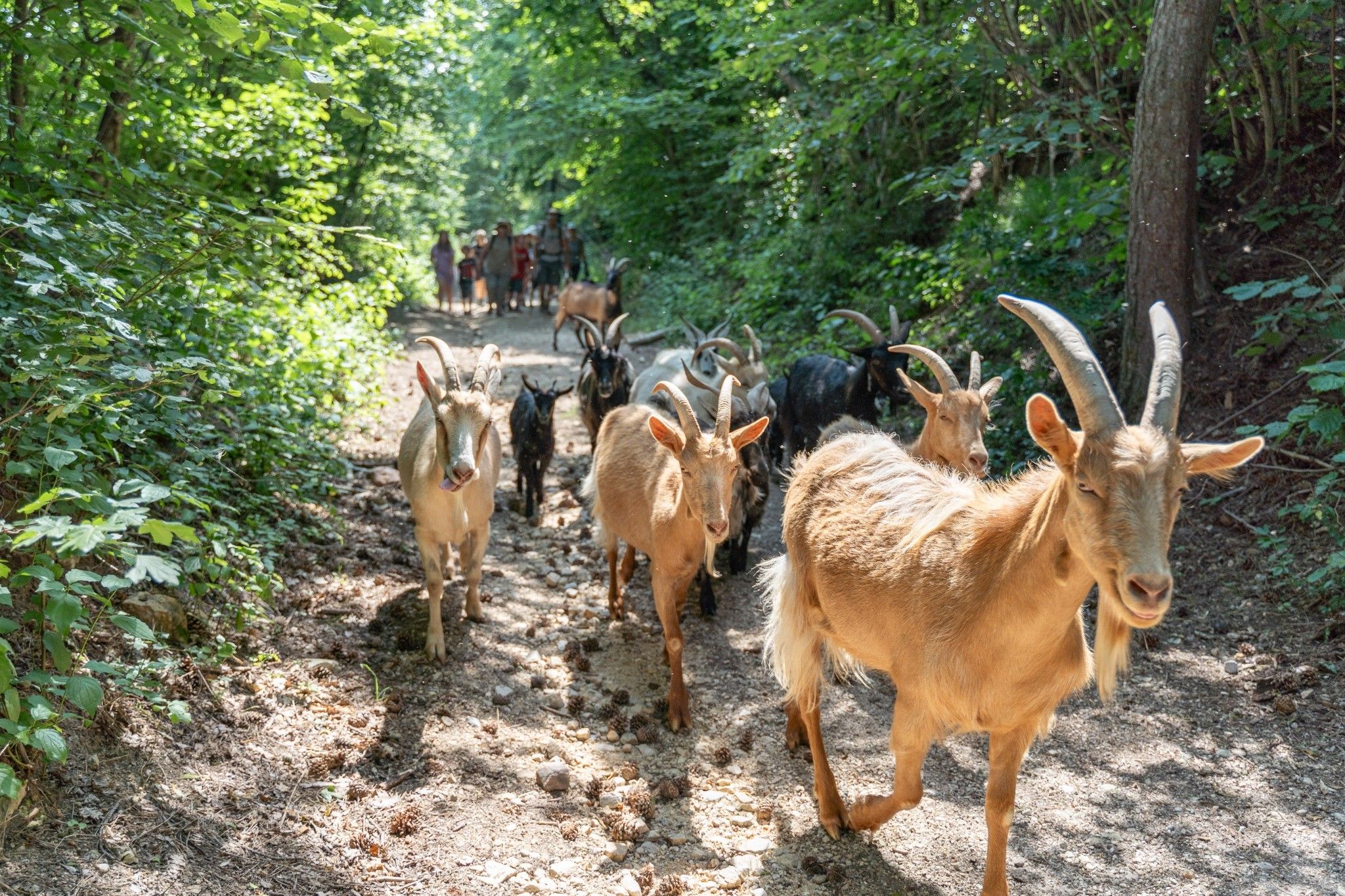 Eine Gruppe von Ziegen wandert auf einem Waldweg, gefolgt von Menschen im Hintergrund.