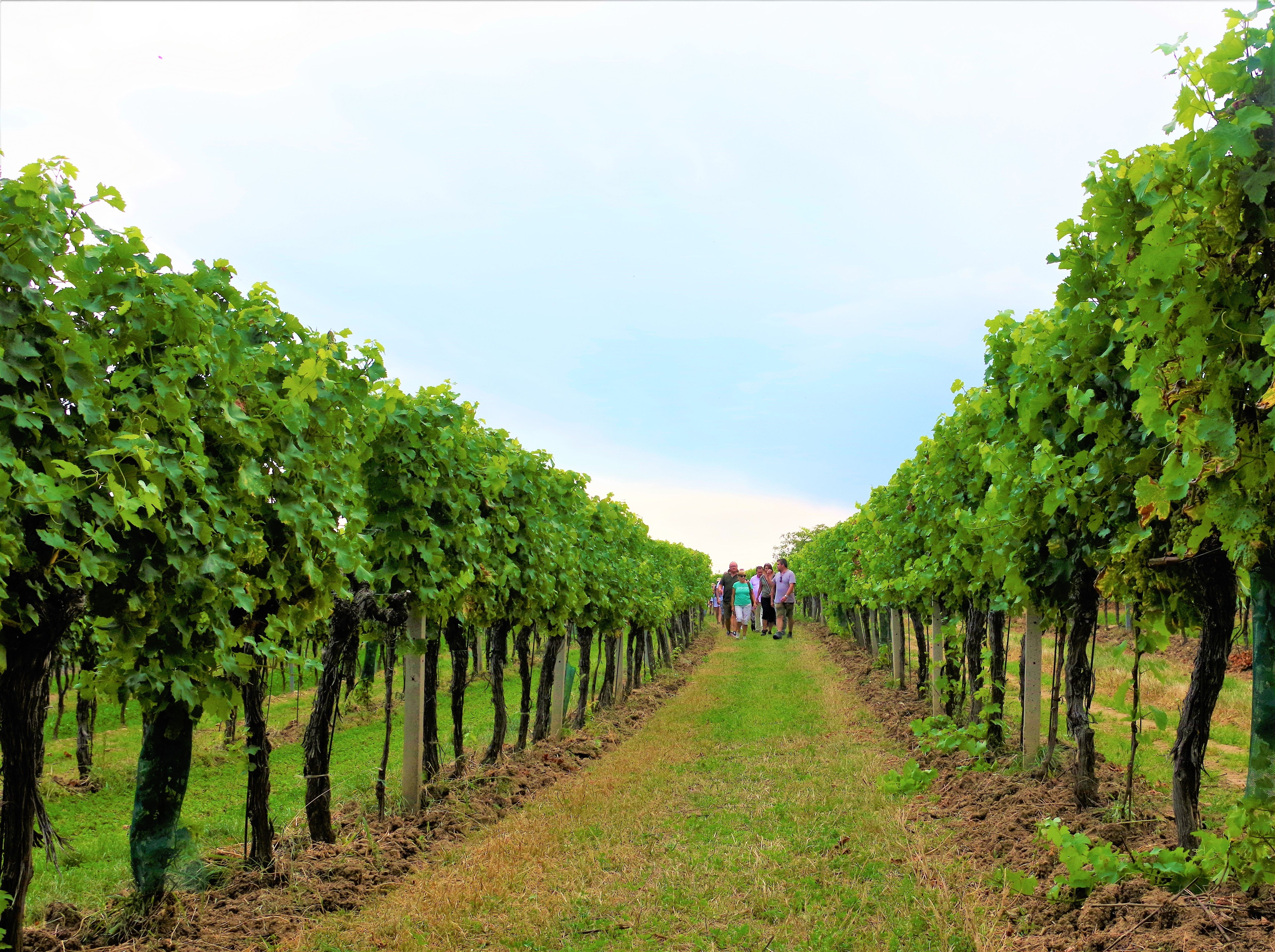 Menschen spazieren durch Weinreben im Retzer Land.