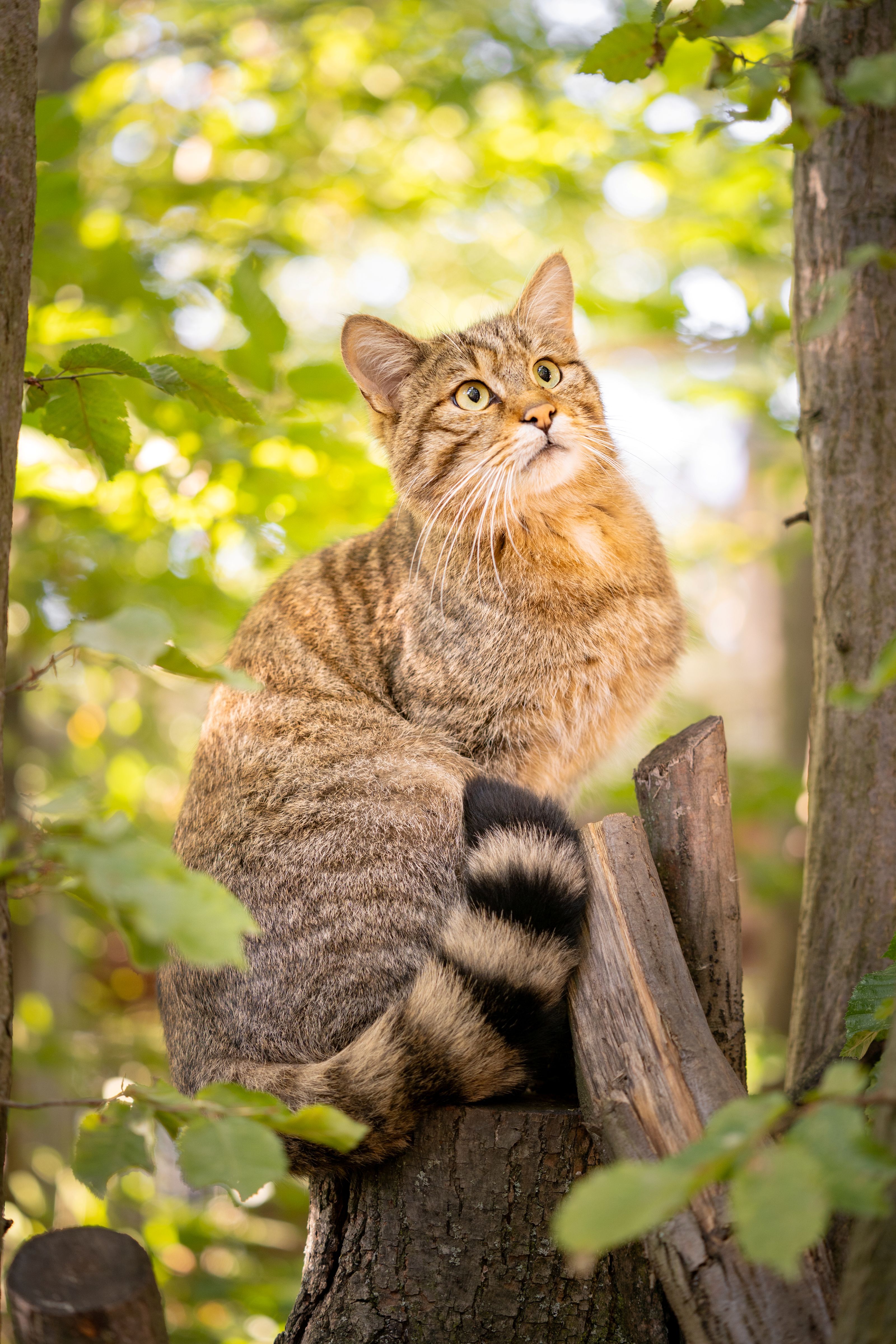 Wildkatzenanlage