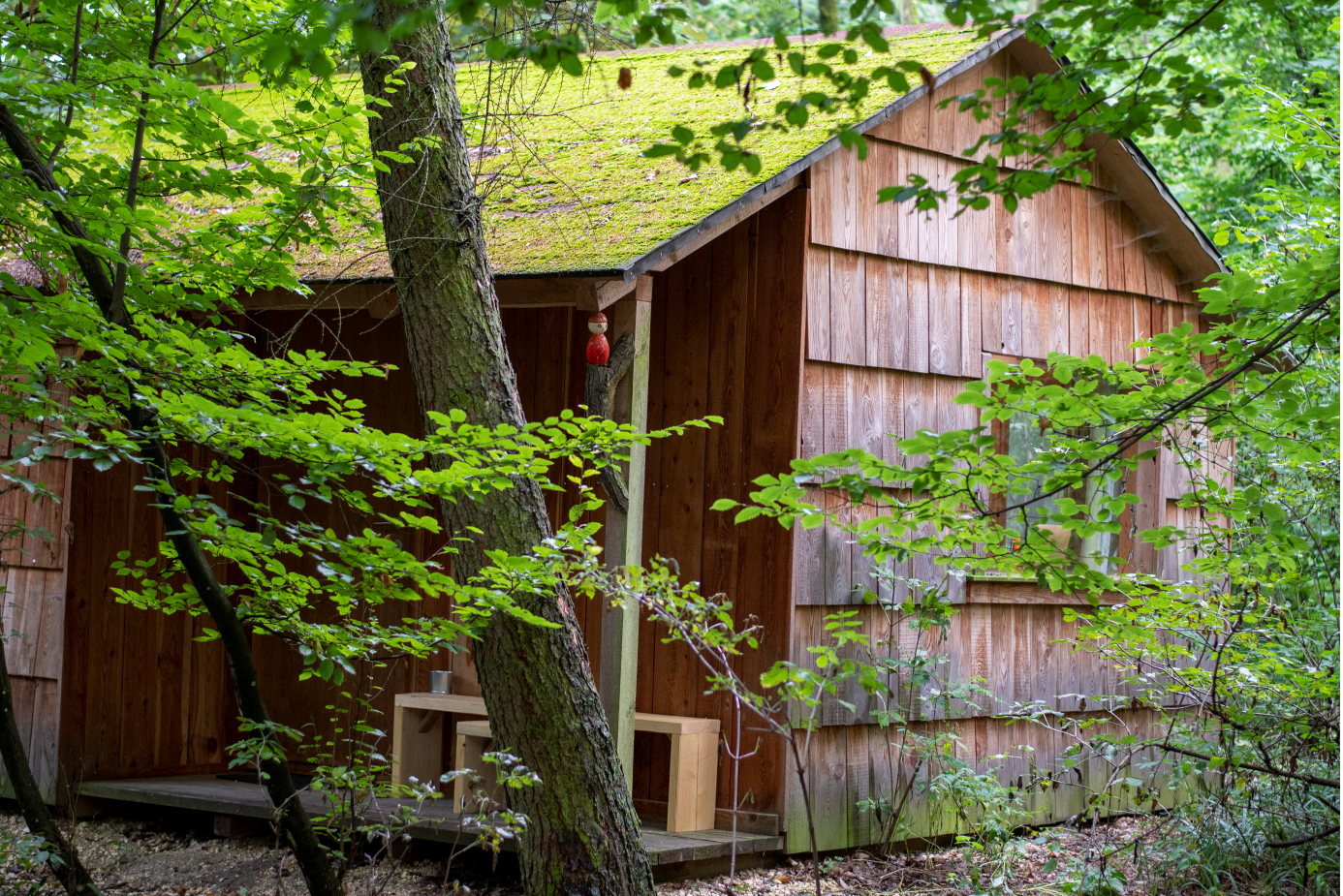 Eine kleine Holzhütte im Wald mit Moos auf dem Dach, umgeben von Bäumen und Pflanzen.