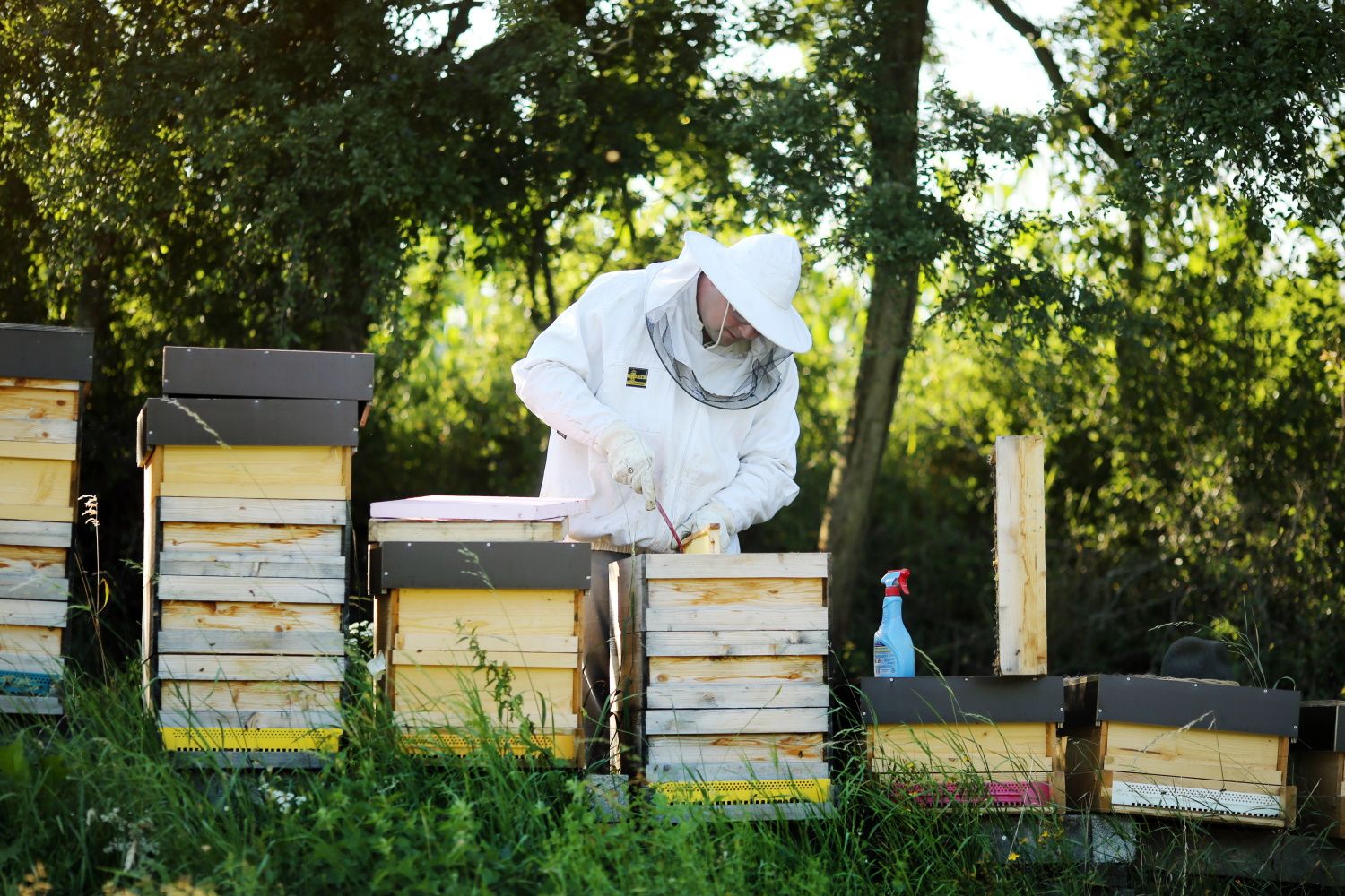 Bienenstöcke