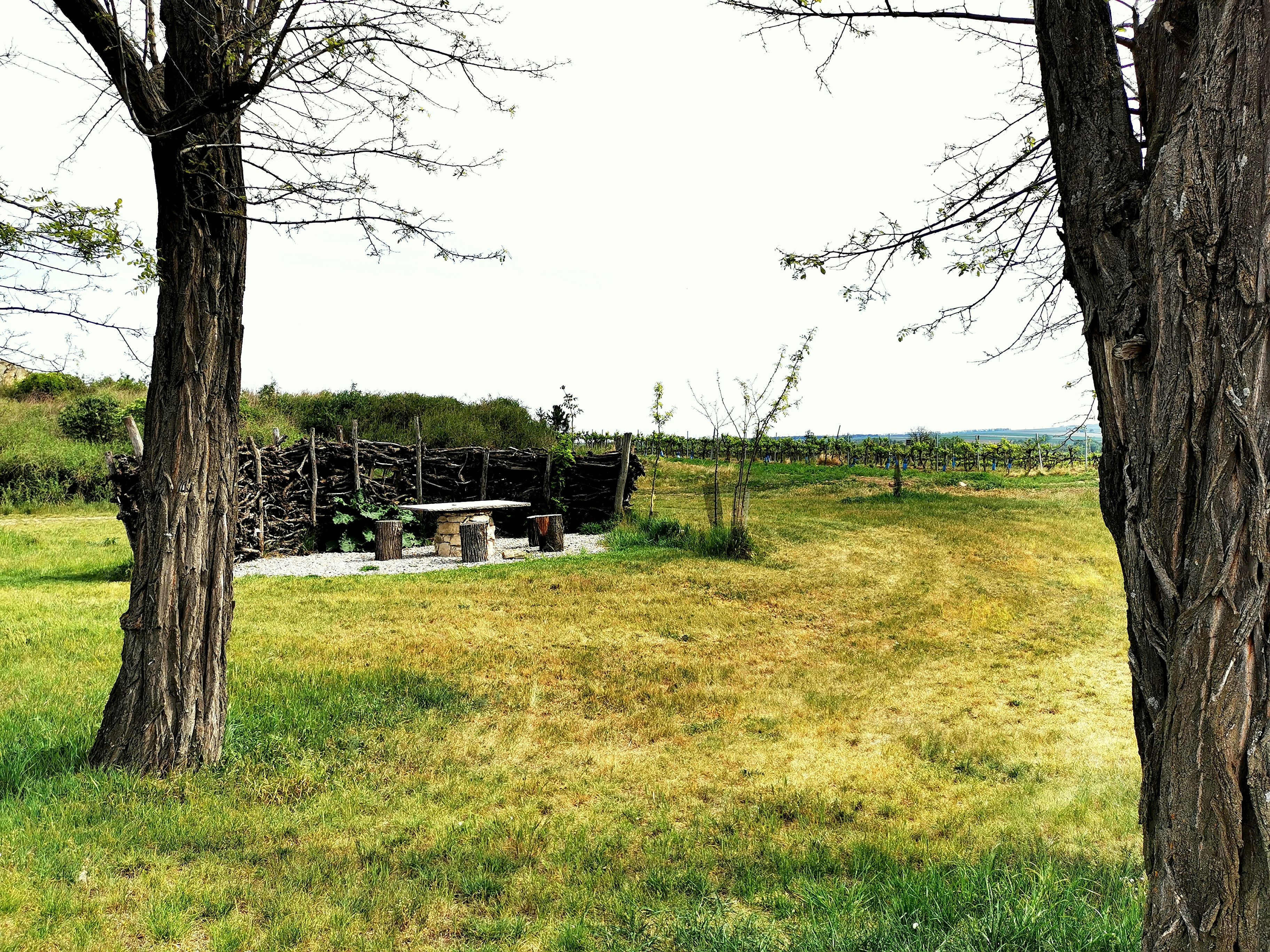 Landschaft mit Bäumen, Tisch und Bänken aus Holz, umgeben von Wiese und Weinreben.