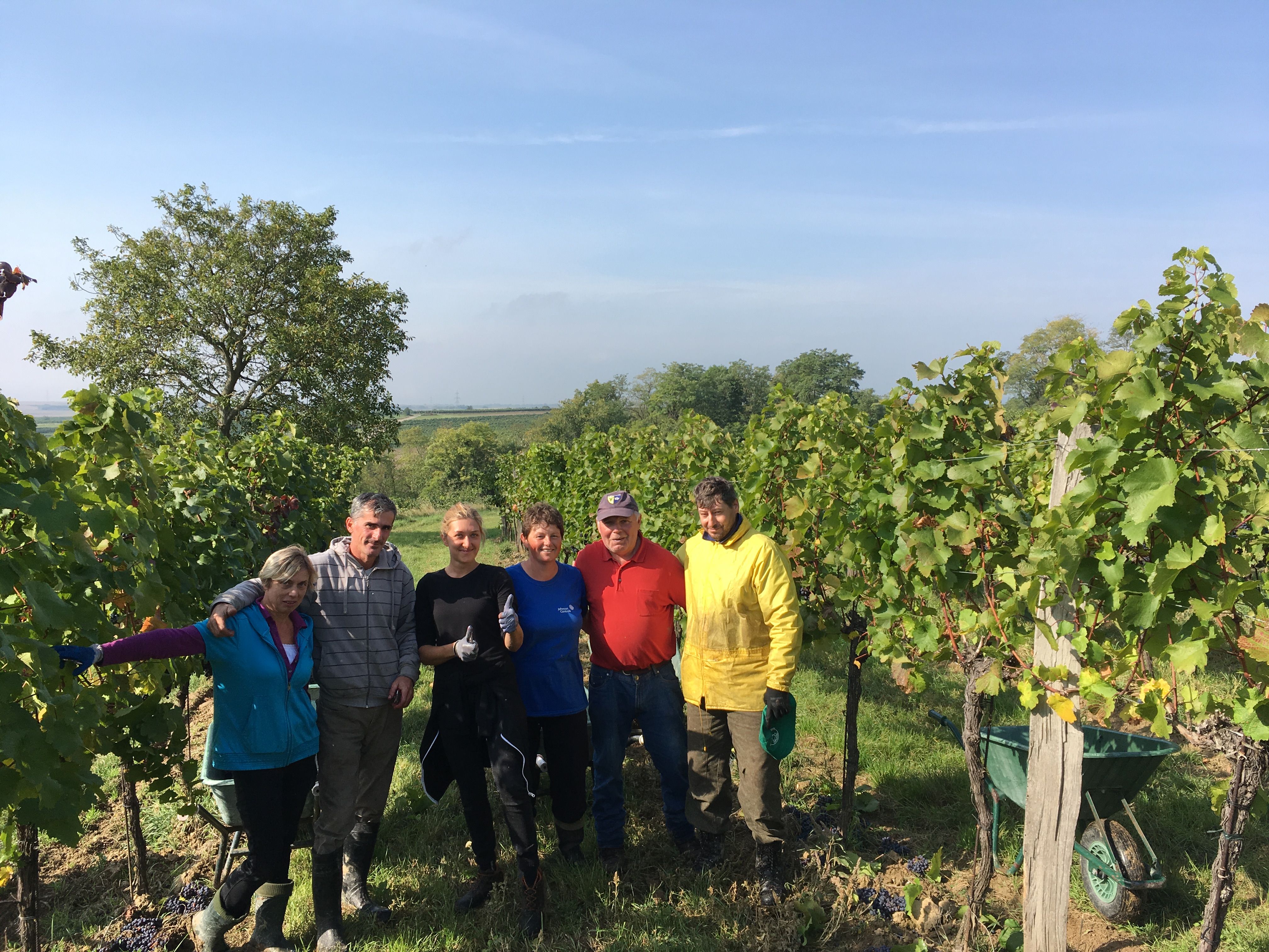 handverlesen im Weingut Maringer