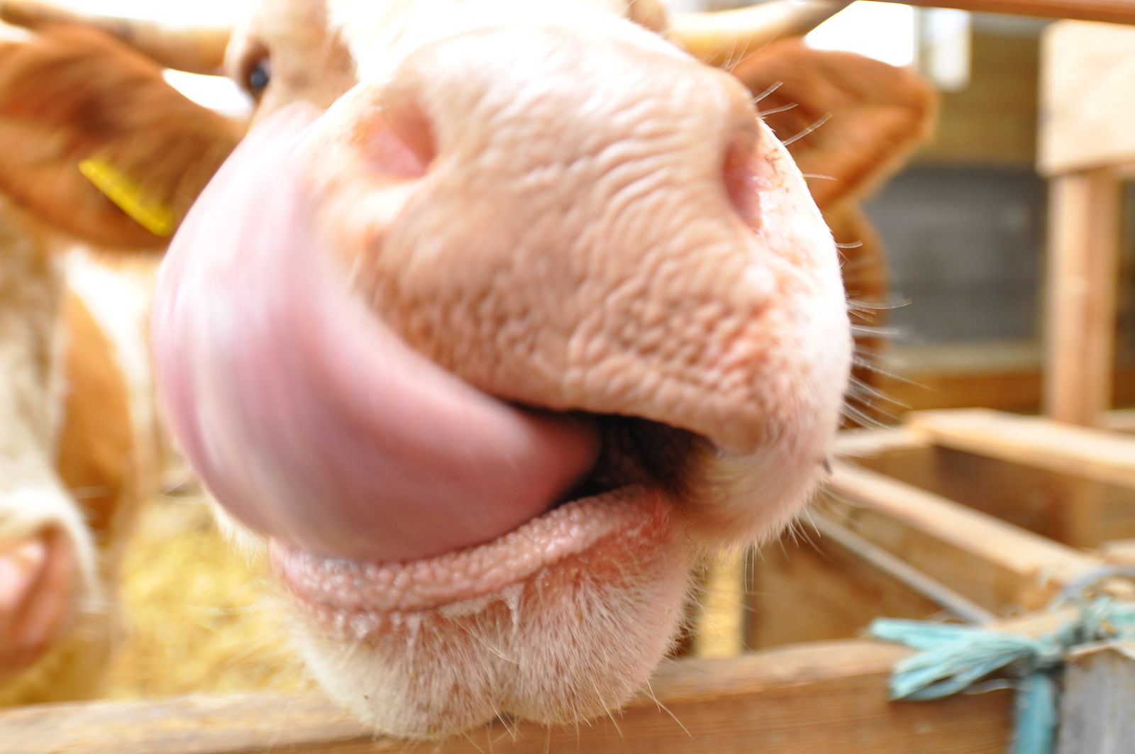 Nahaufnahme einer Kuhschnauze mit herausgestreckter Zunge.