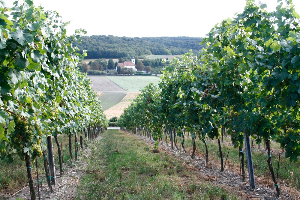 Weinberg mit Kirche im Hintergrund