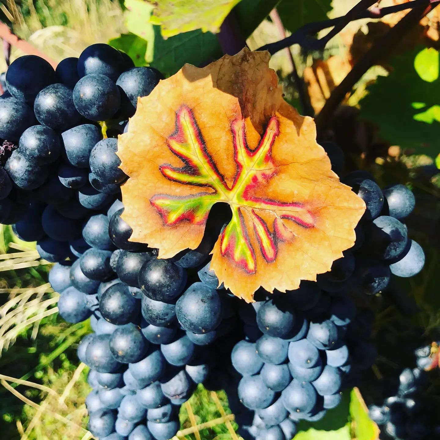 Weinbau Niefergall Wolfsthal, blaue Trauben am Weinstock