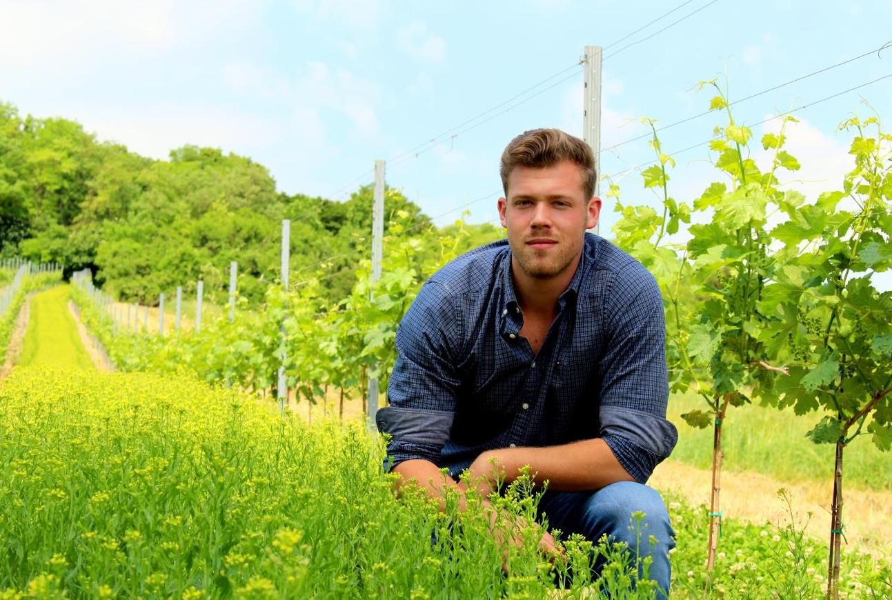 Ein Mann kniet in einem Weinberg neben grünen Reben und gelben Blumen.