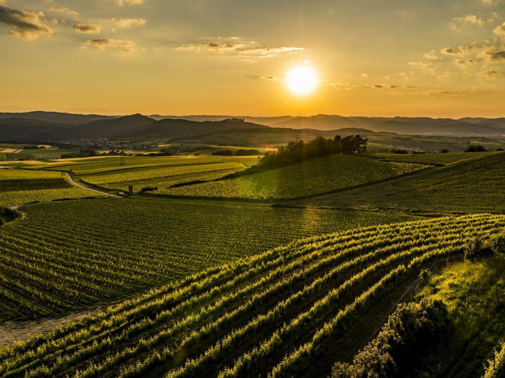 Sonnenuntergang über Weinbergen in einer hügeligen Landschaft.