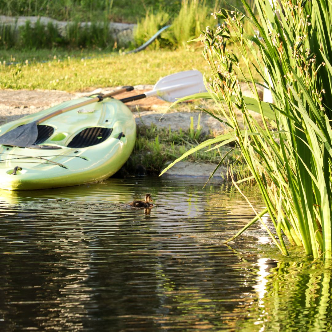 Ein grünes Stand-Up Paddle-Board liegt am Ufer eines Teiches, daneben schwimmt eine kleine Ente im Wasser.