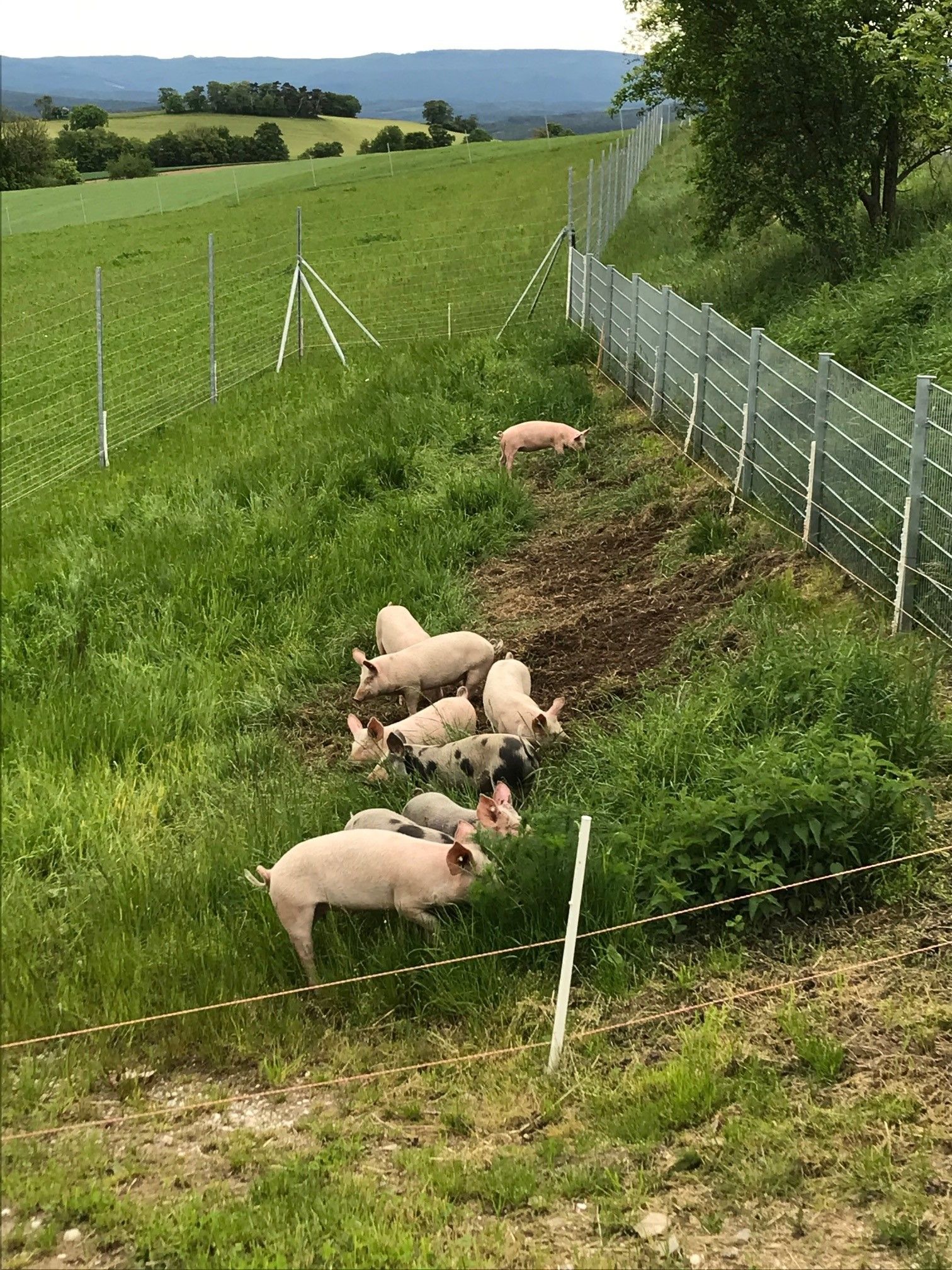 Schweine auf einer grünen Wiese neben einem Zaun auf dem Biohof Bernstein.
